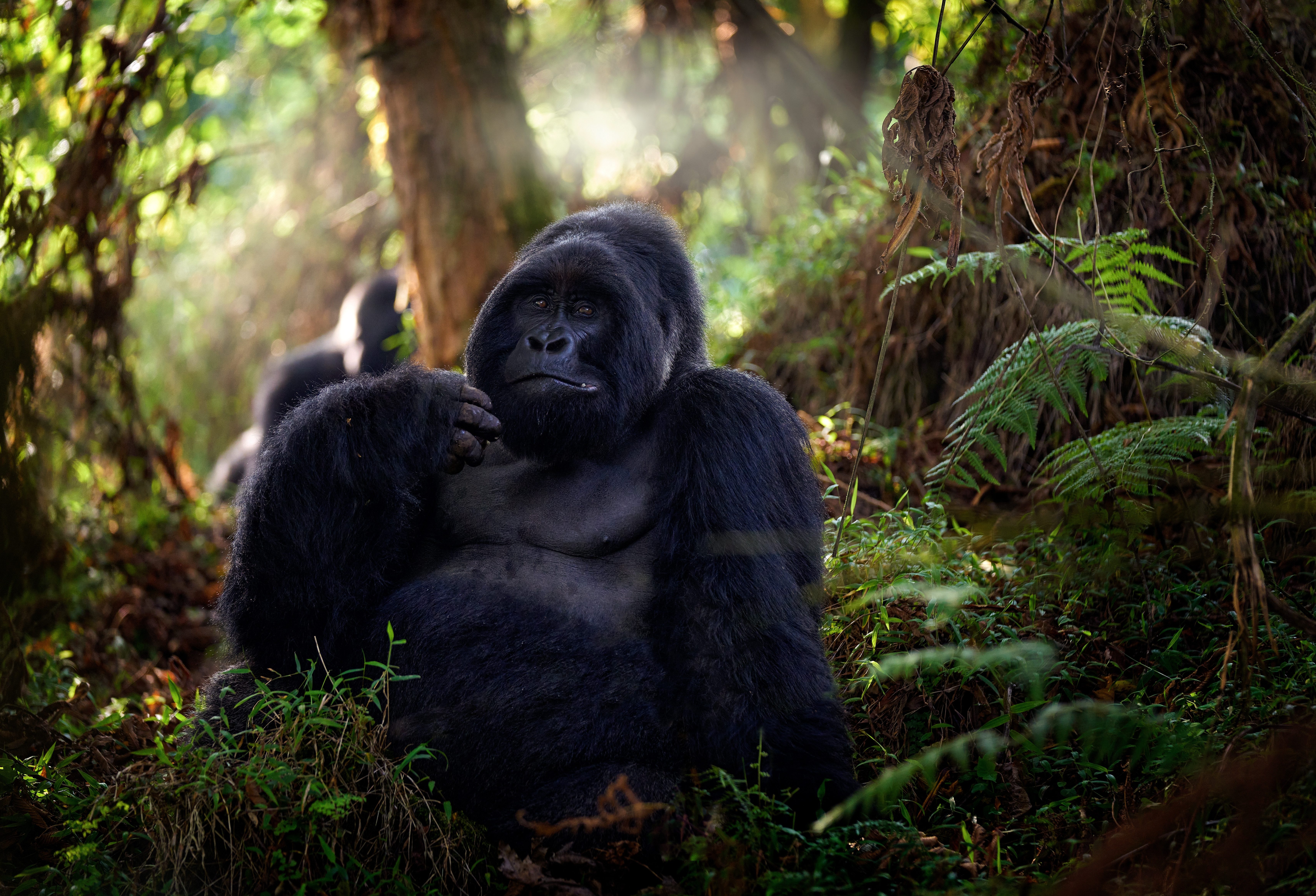 Uganda-Mgahinga-gorilla-national-park-silver-back