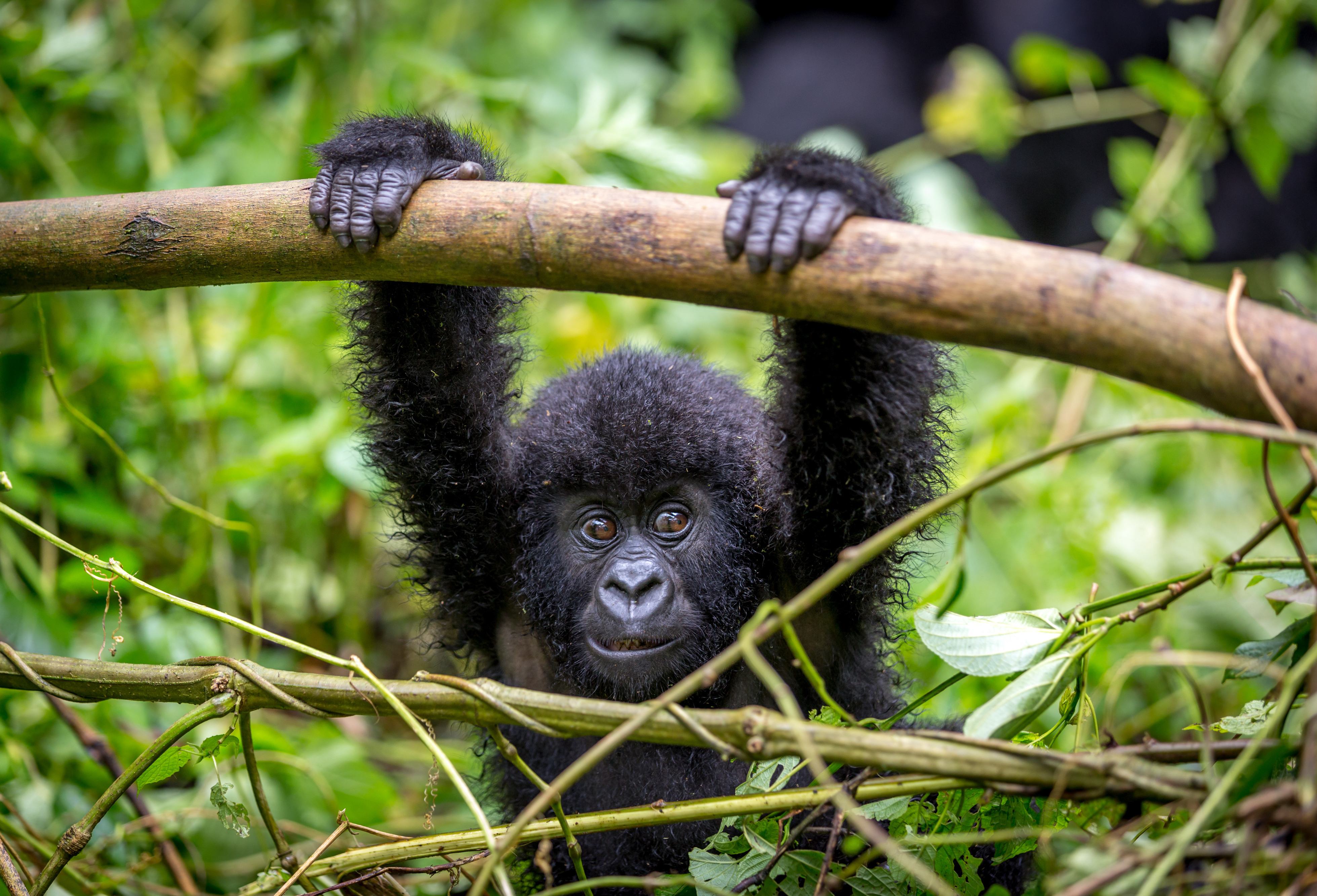 Uganda-berggorilla-baby