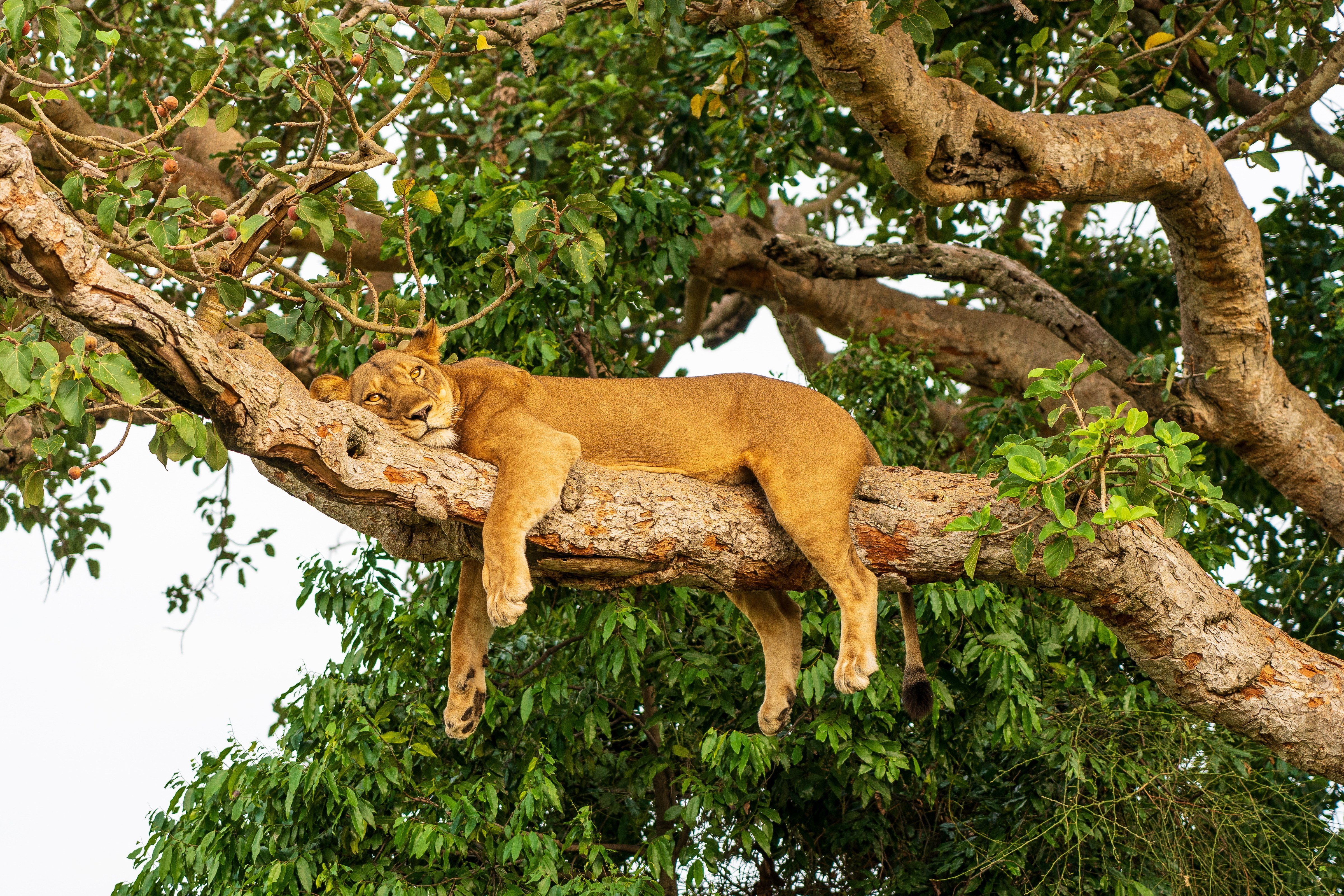 Boomklimmende leeuw in Queen Elizabeth NP Uganda