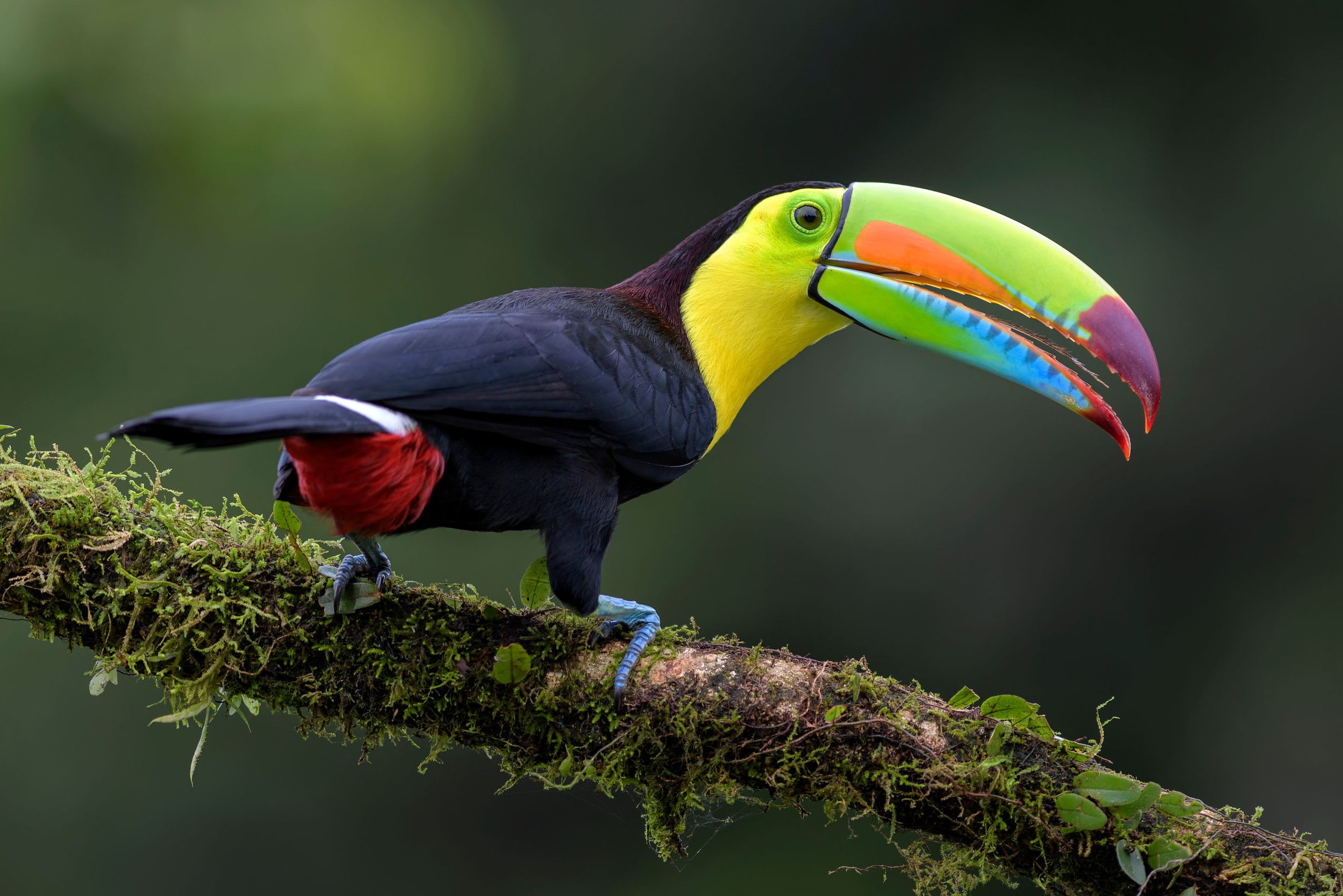 Toekan in Costa Rica