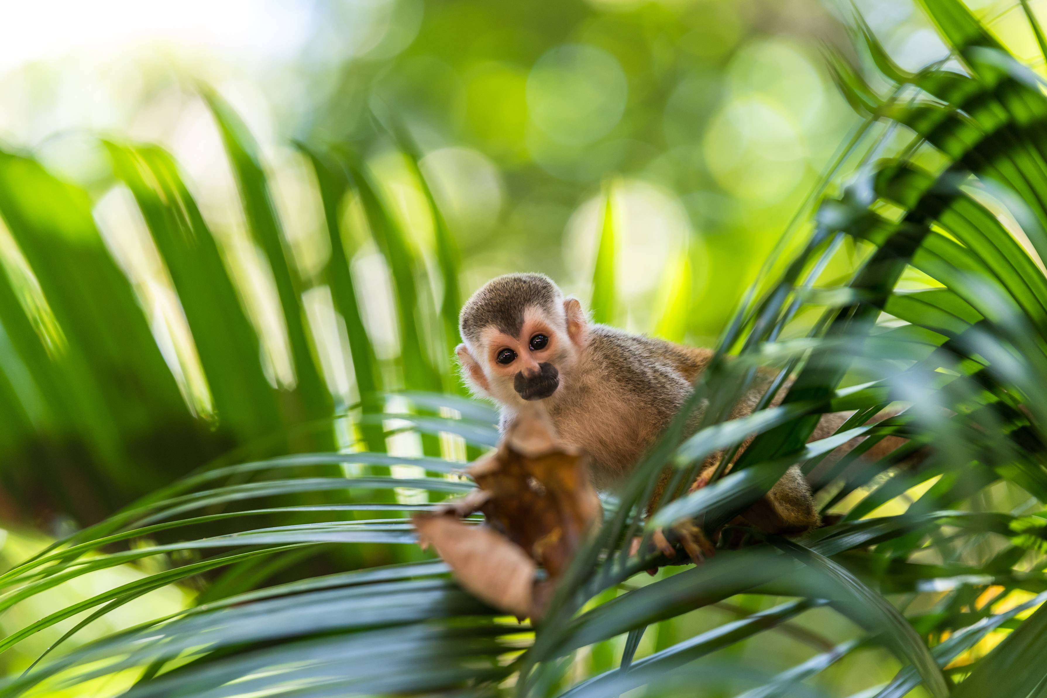Aapje in Costa Rica