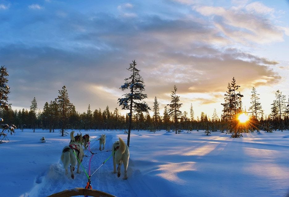 Canada-Churchill-hondesleetocht