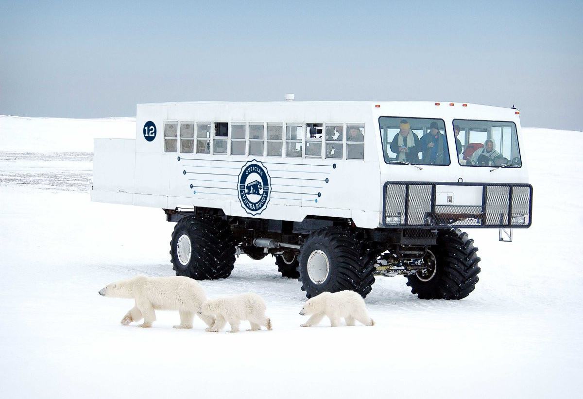 Canada-Churchill-ijsbeer-spotten-in-een-tundra-buggy