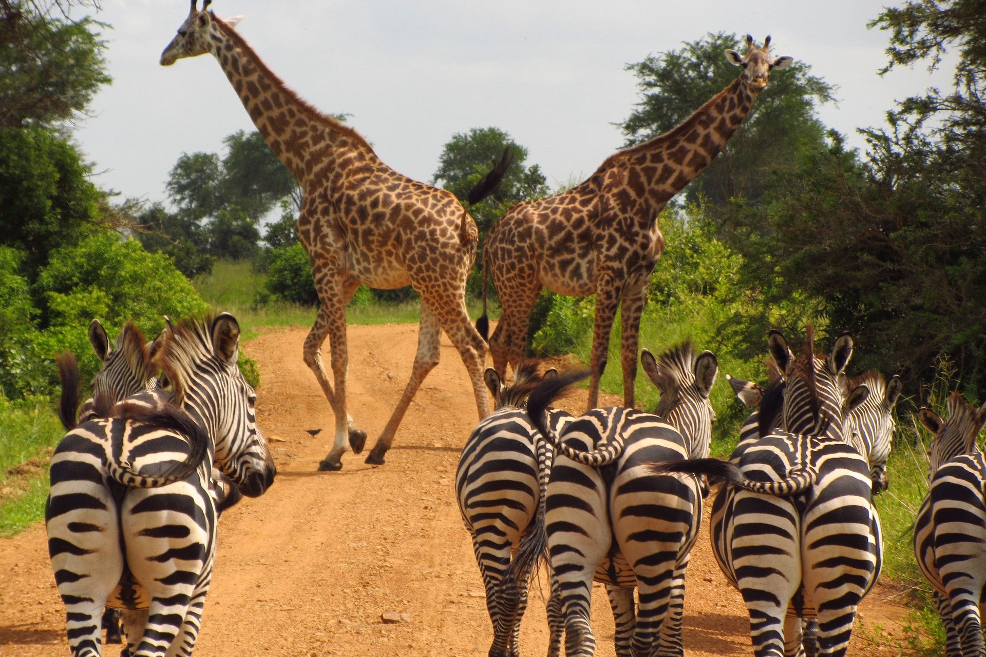 Zuid-Afrika zebra's en giraffen in de bush