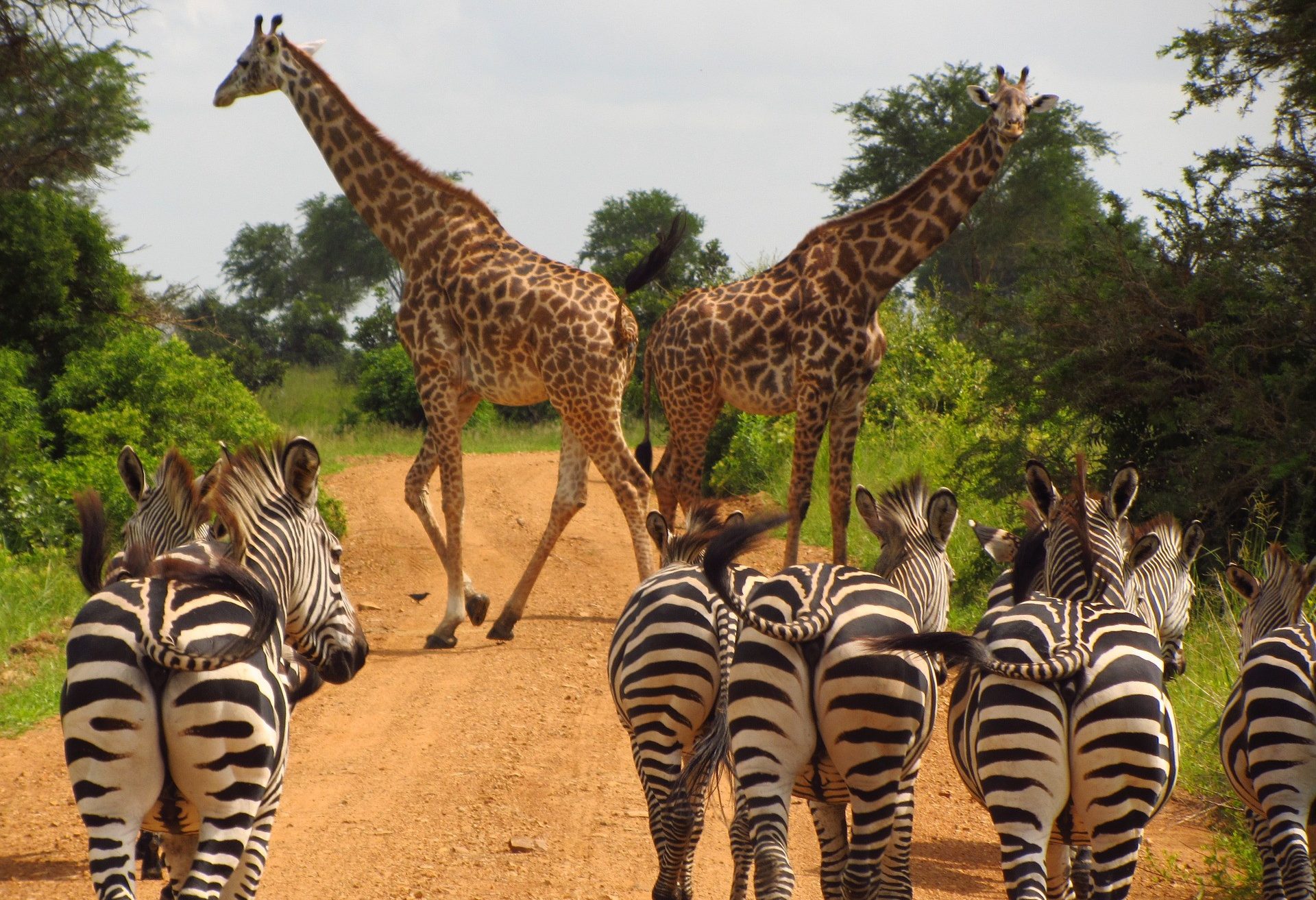 Zebra's en giraffen in Zuid-Afrika