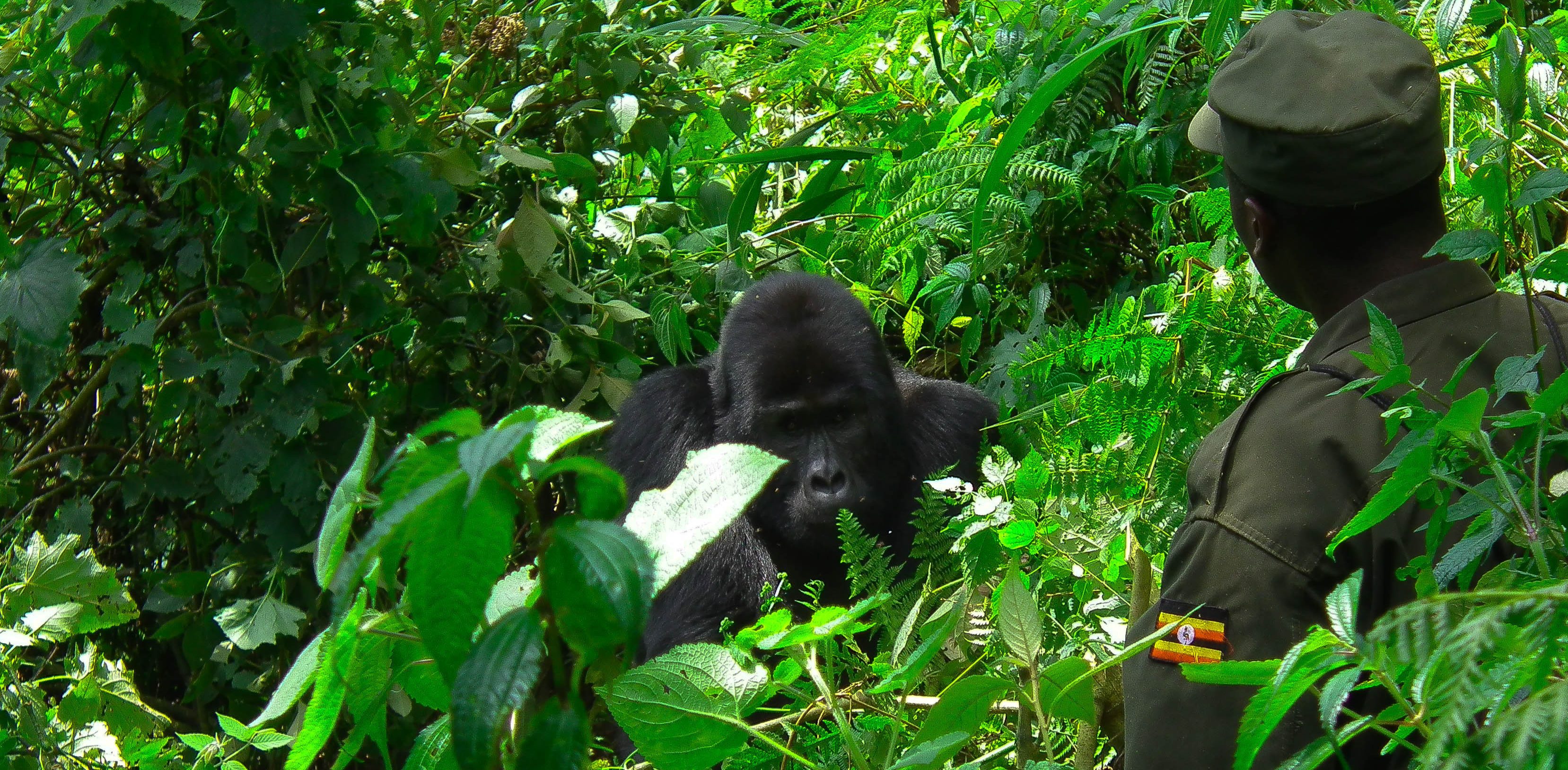 uganda gorilla ranger