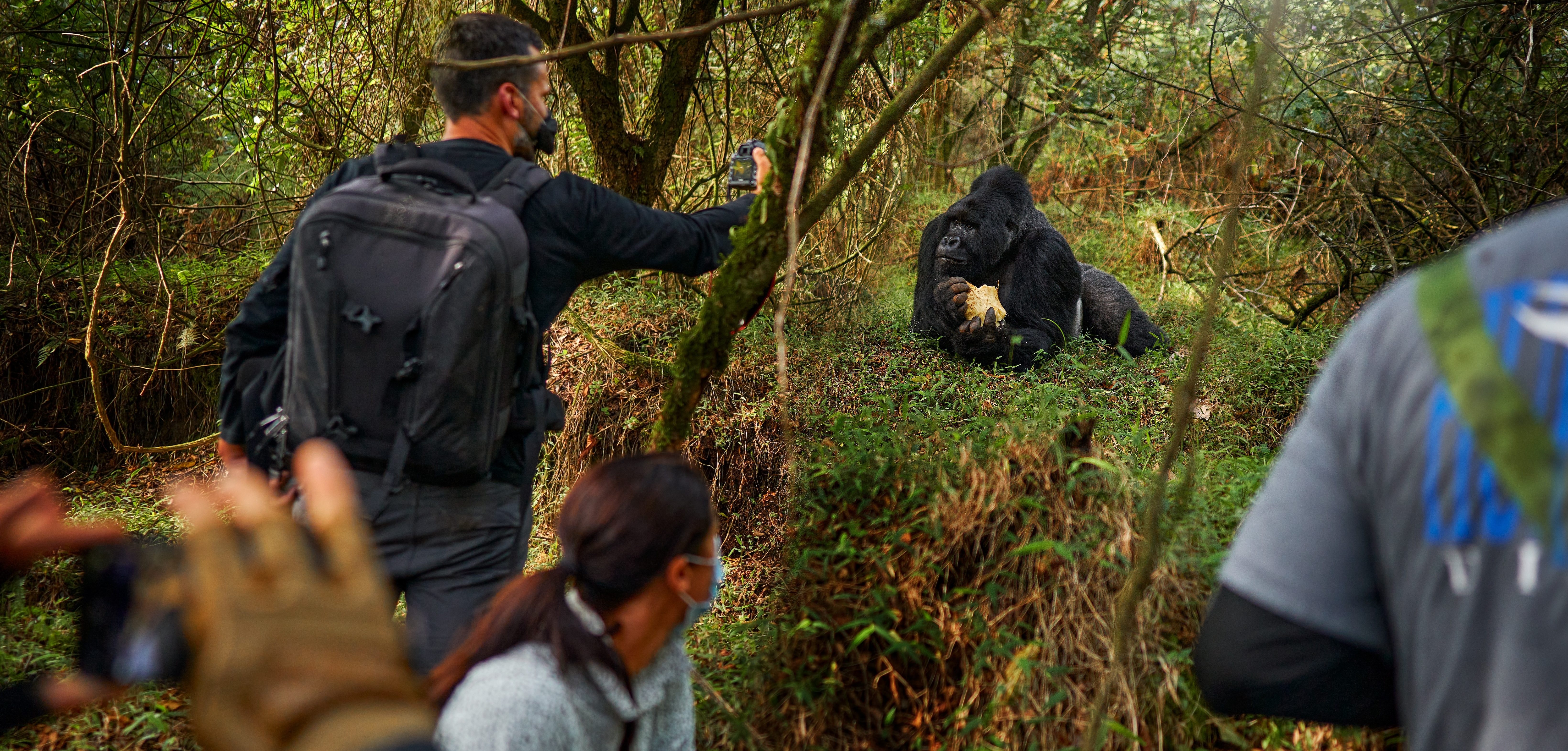 uganda gorilla tracking