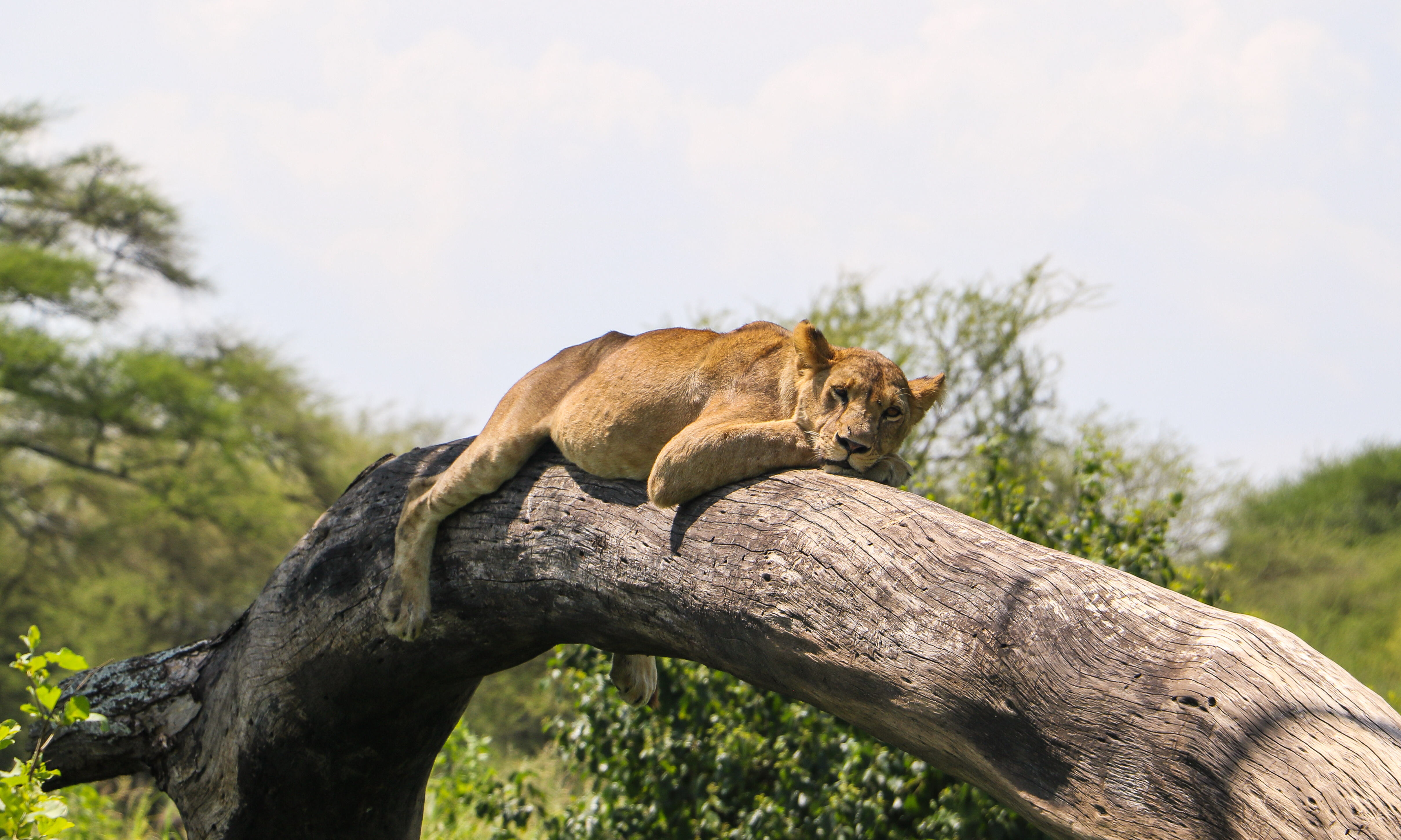 Tarangire National Park Tanzania