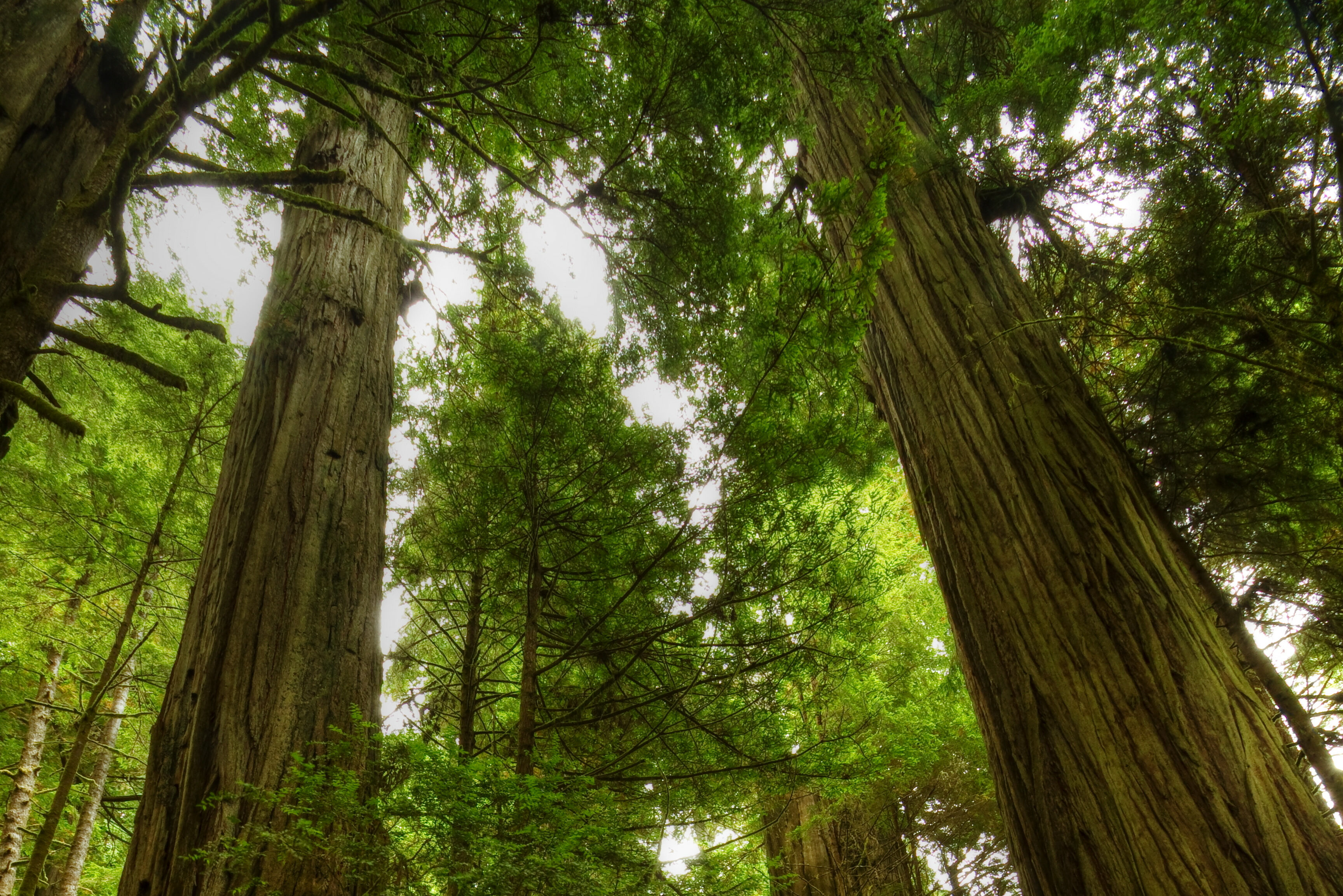Amerika Seqouia  Bomen
