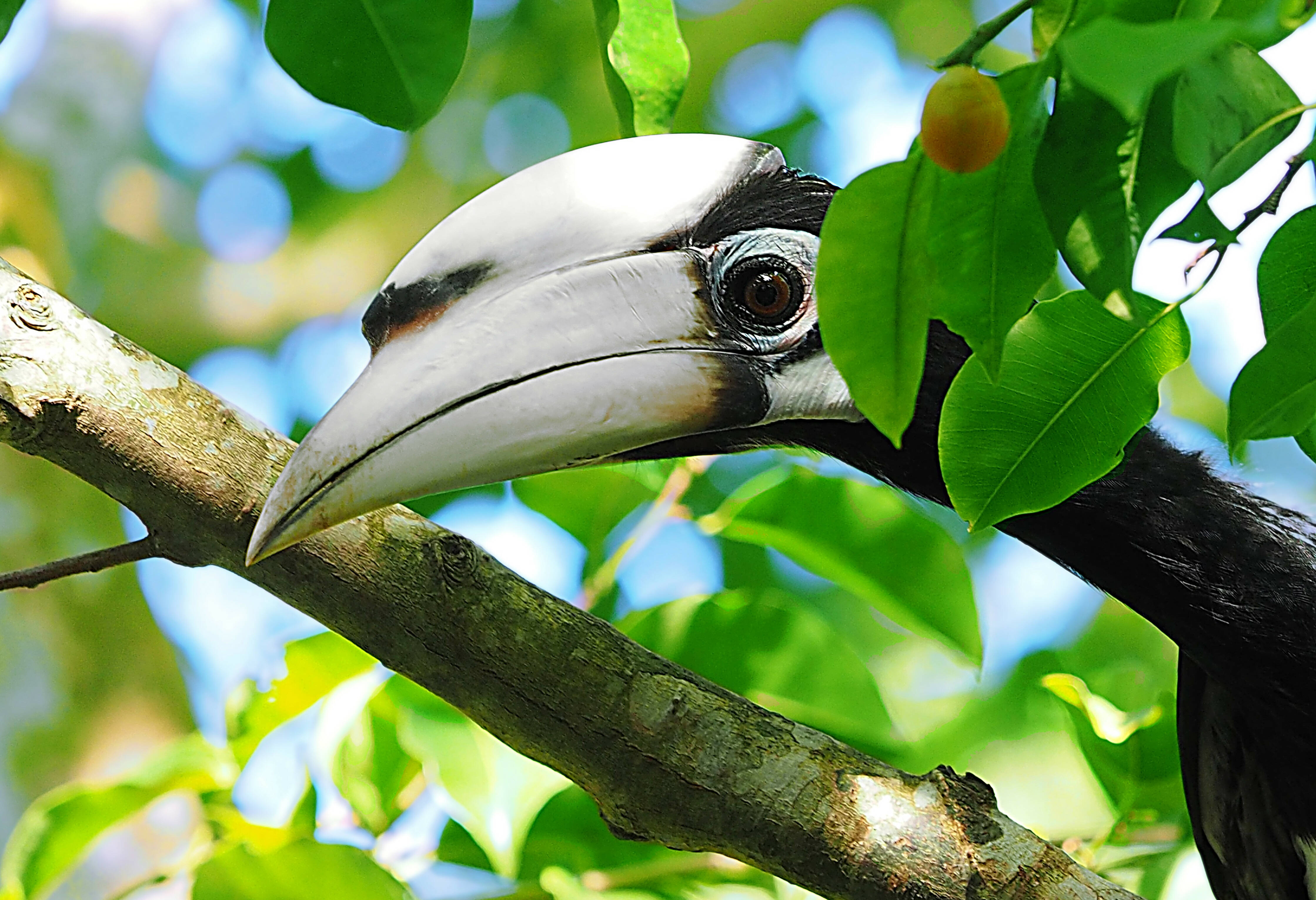 Neushoornvogel Borneo