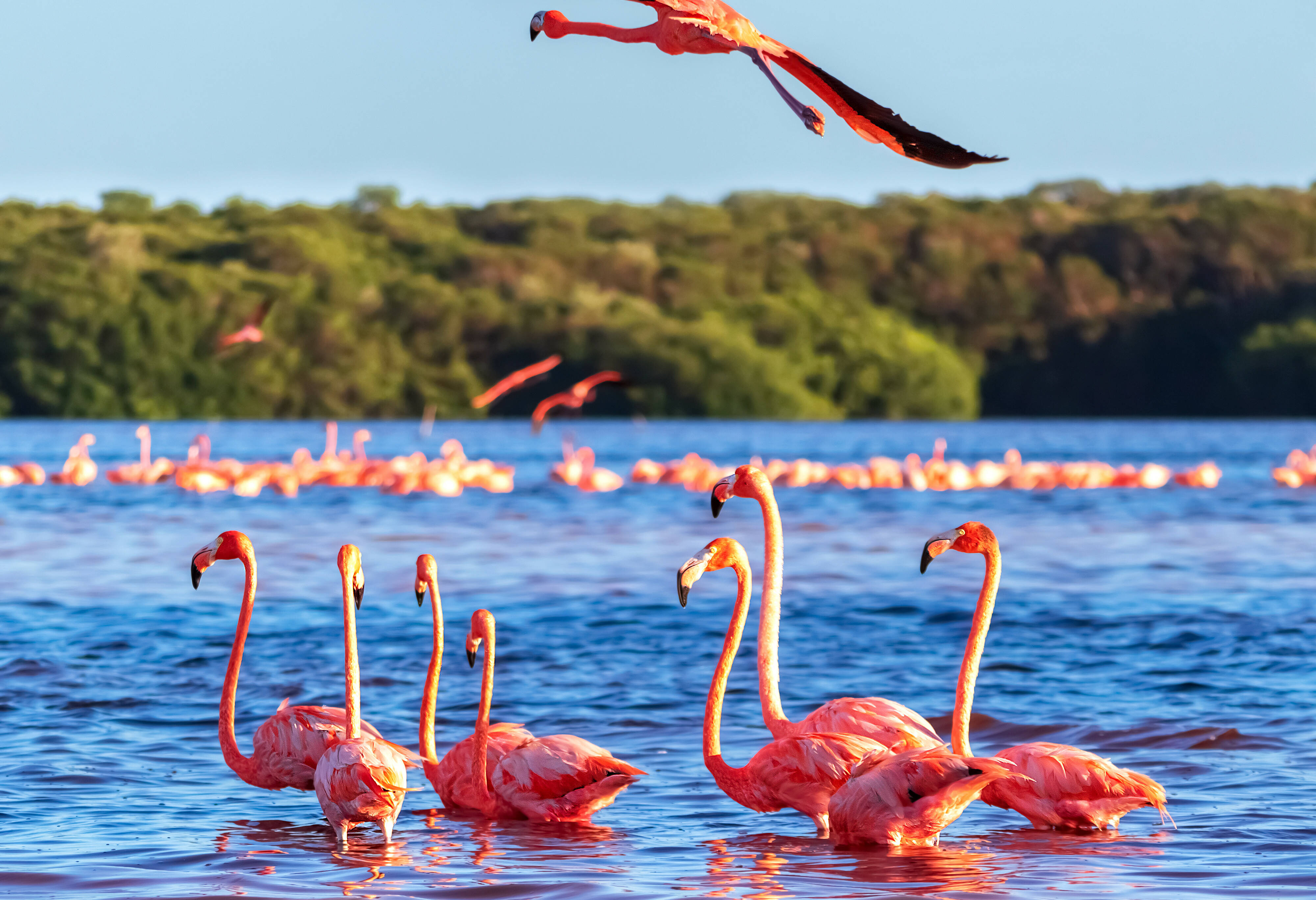 Flamingo's bij Celestun