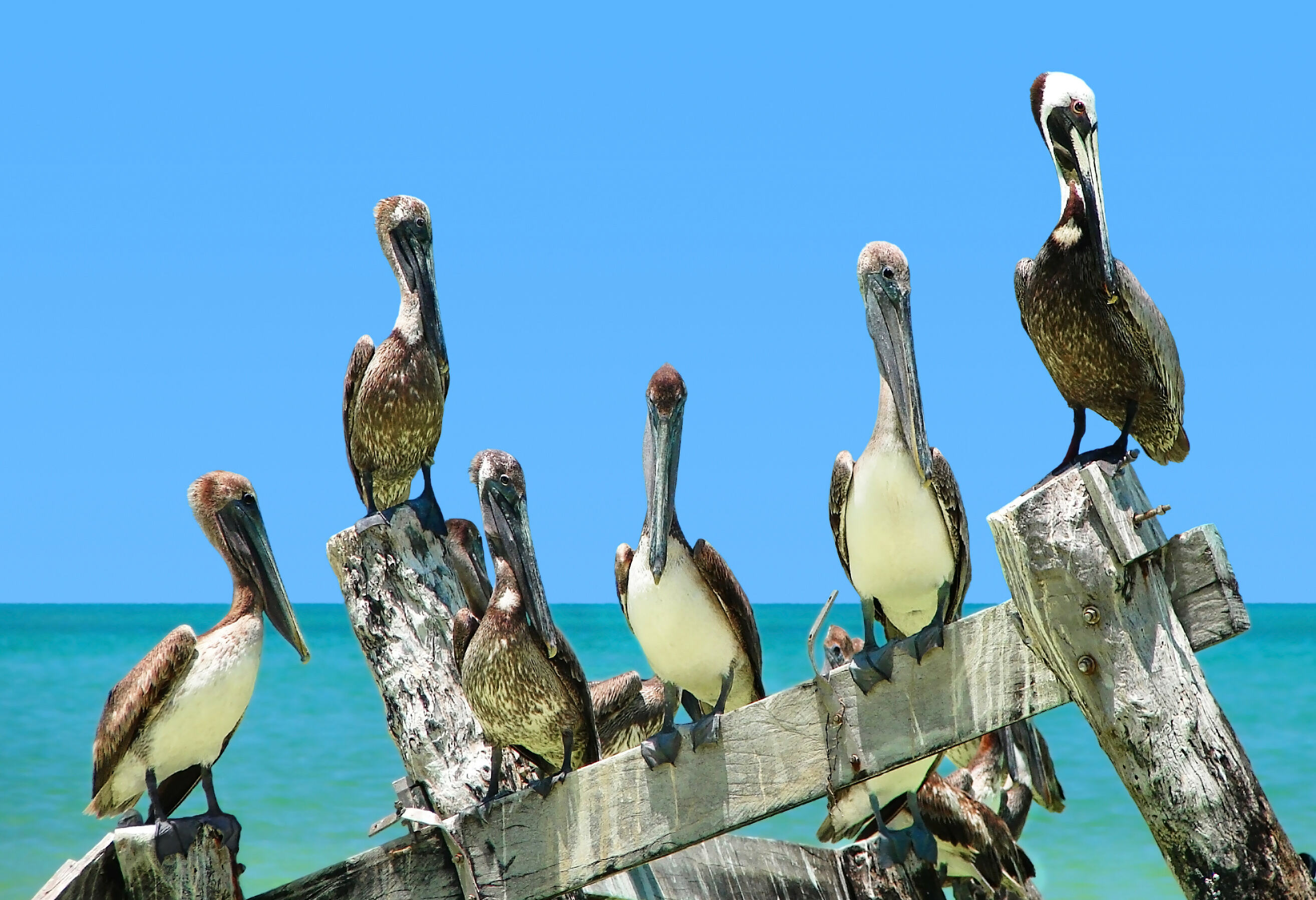 Pelikanen in de Golf van Mexico