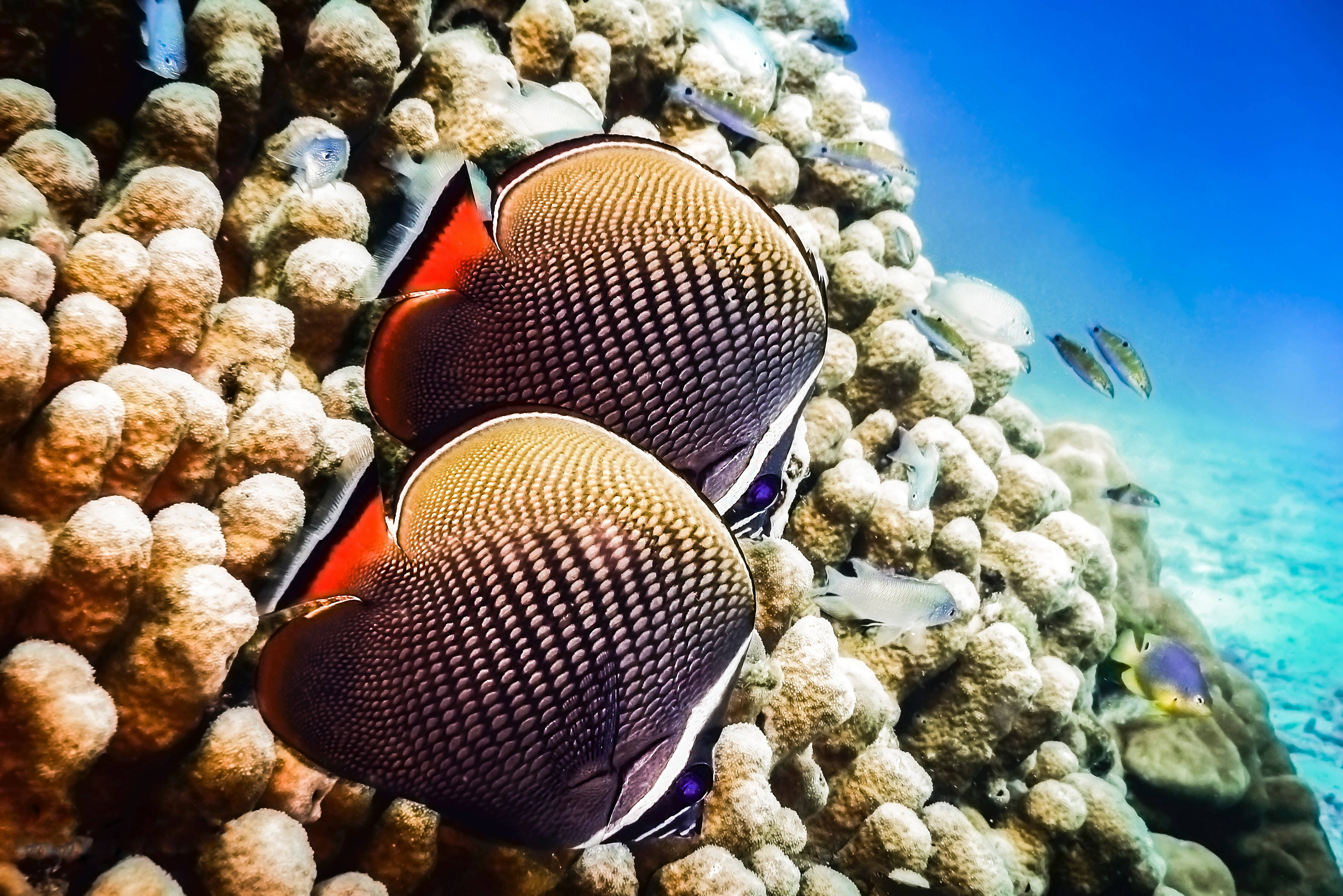 Thailand Onderwaterwereld