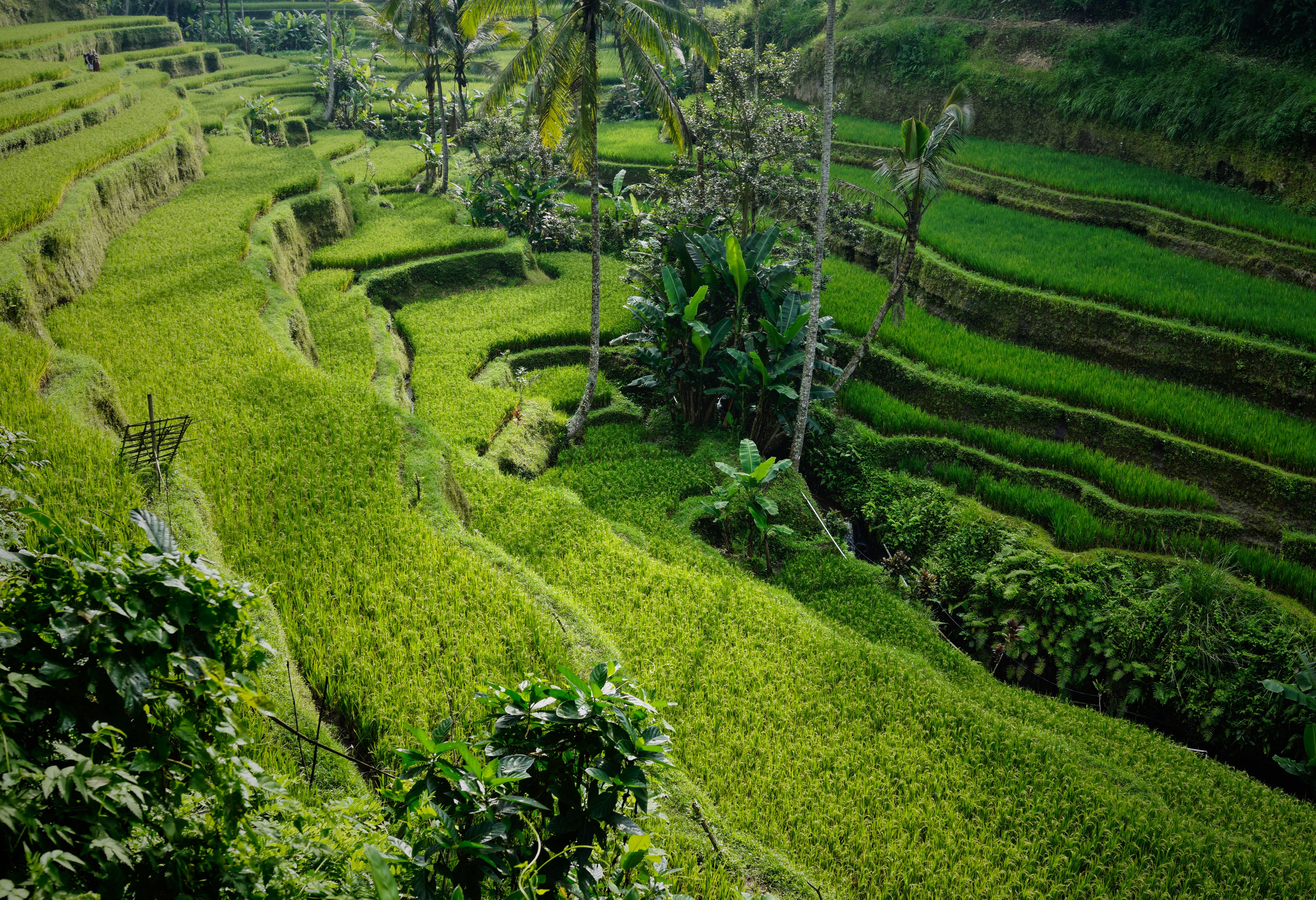 Bali Ubud Rijstvelden indonesie