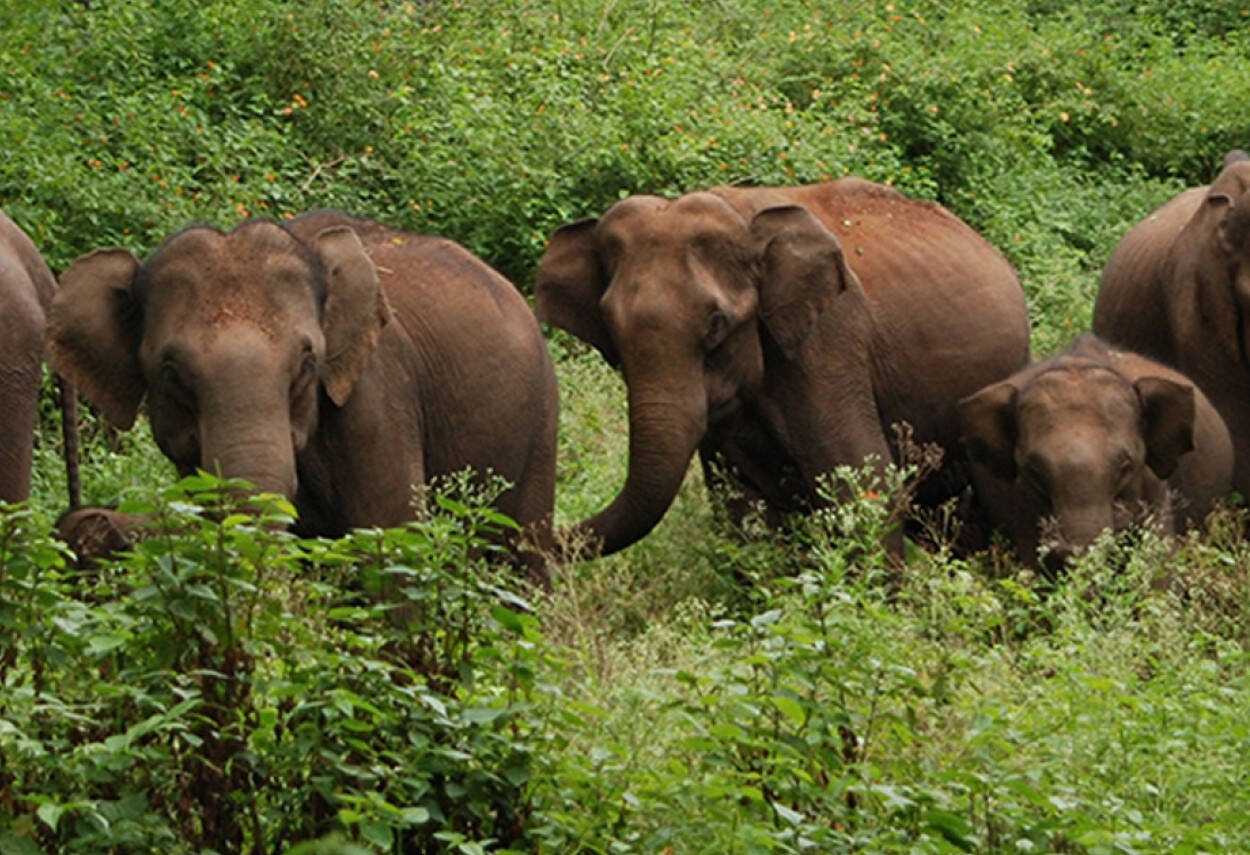 India Periyar Olifanten