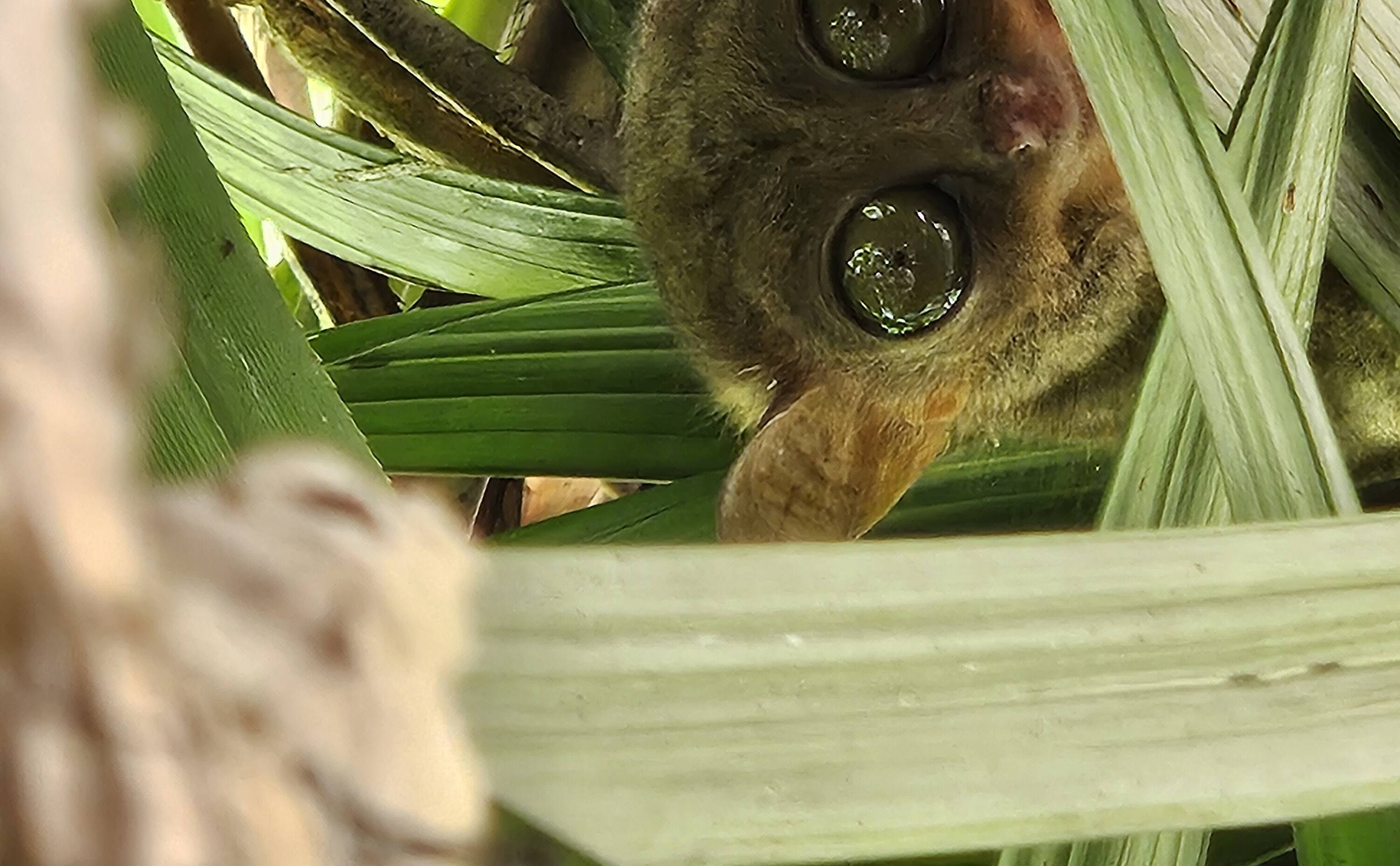 Tarsier op Bohol