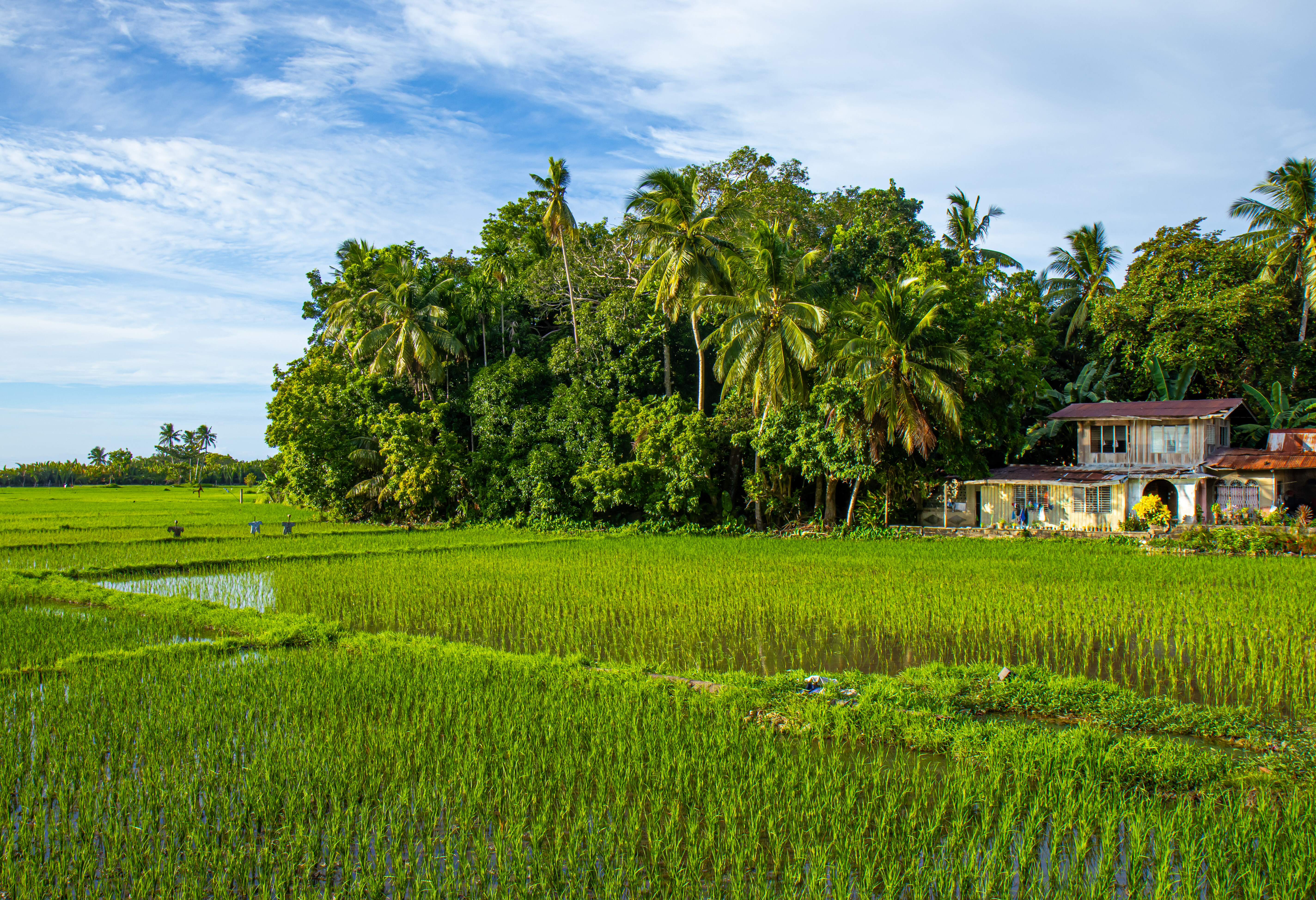 Rijstvelden op Siquijor