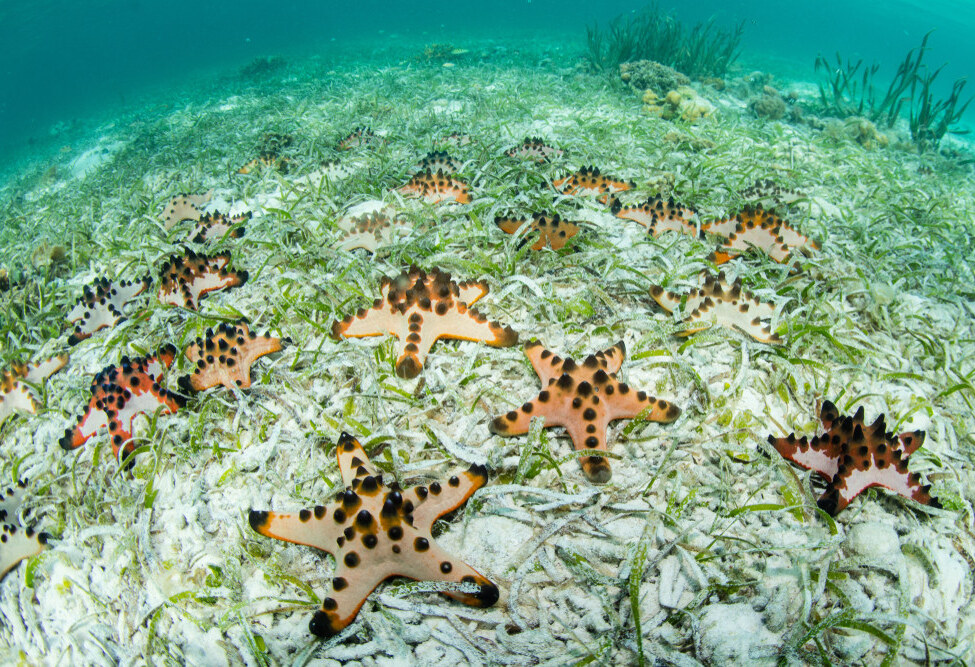 Zeesterren bij Starfish Island