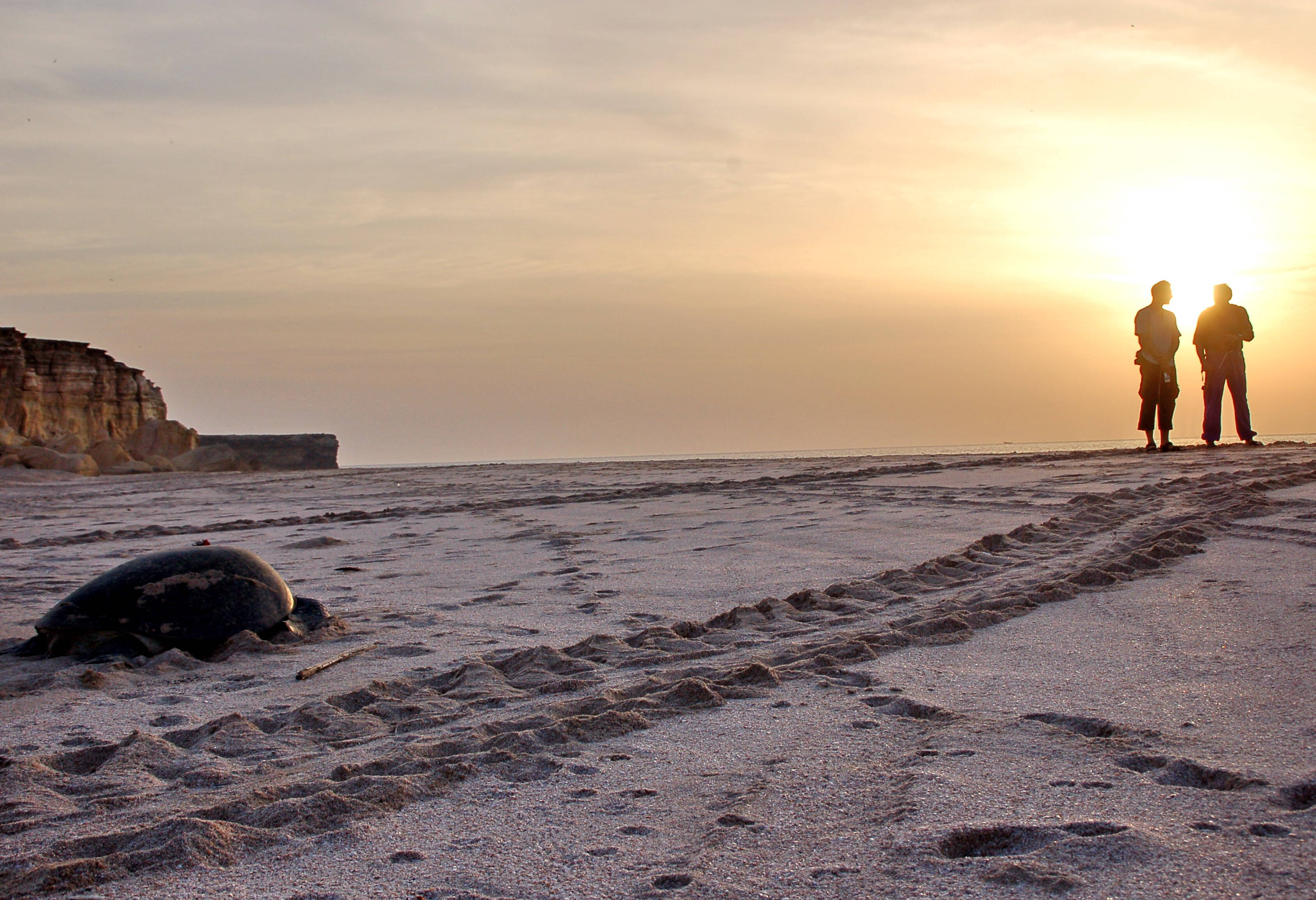 Oman Ras Al Jinz Schildpadden