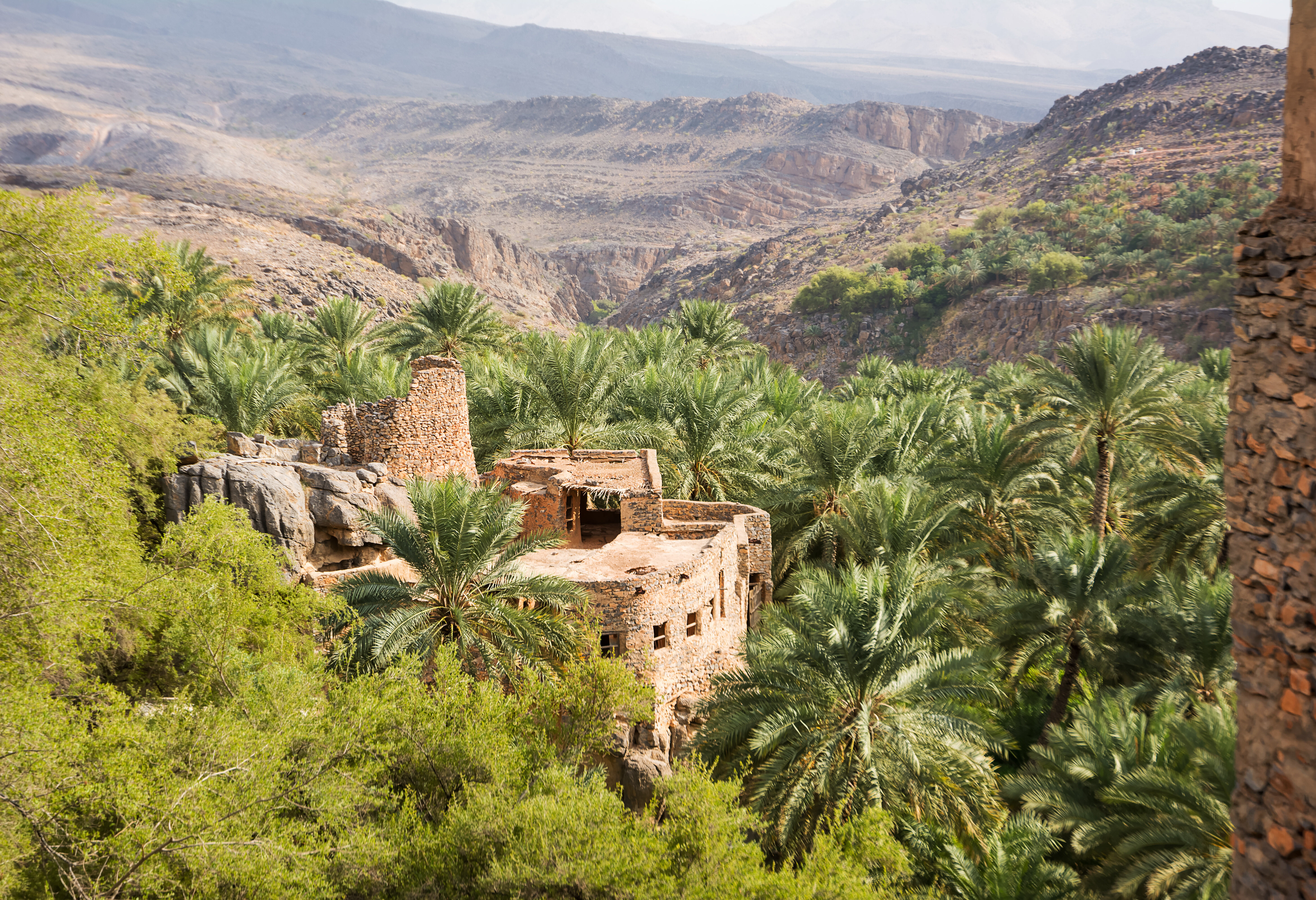 Oman Misfat Al Abreen dadelpalmen