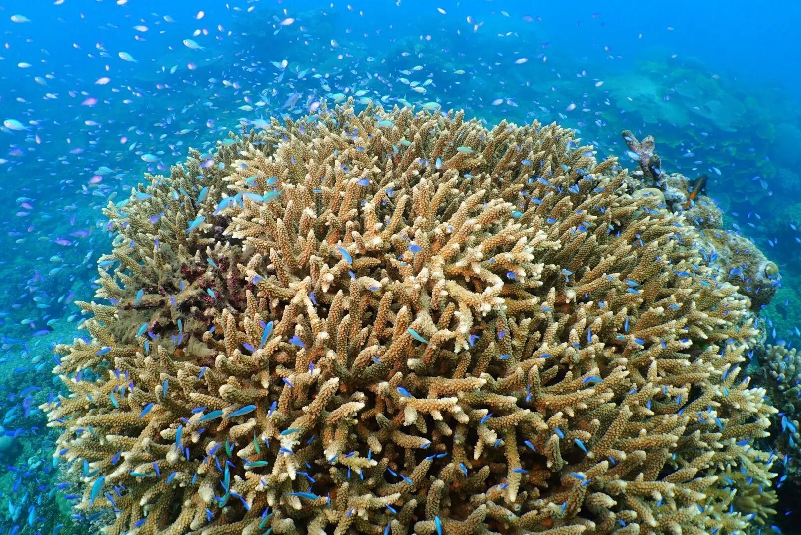 Koraal vol vis in het Great Barrier Reef in Australie