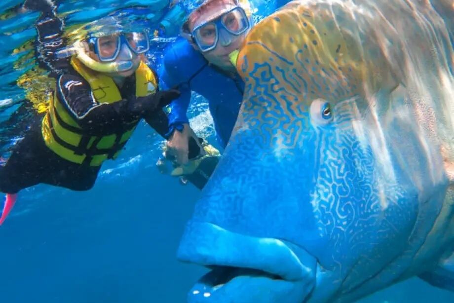Snorkelen in het Great Barrier Reef met Silverswift in Australie