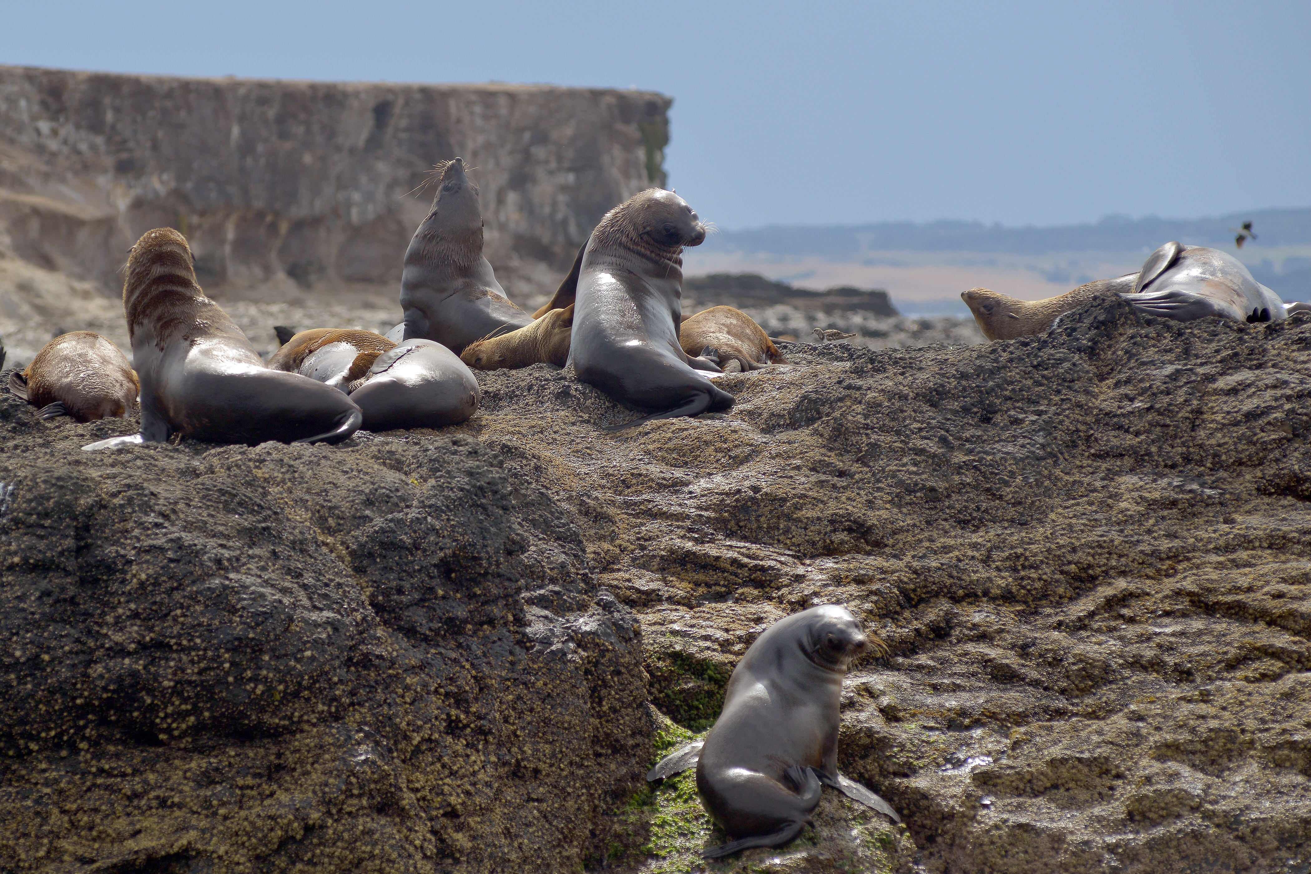 Zeehonden op Seal Rock op Phillip Island in Australie