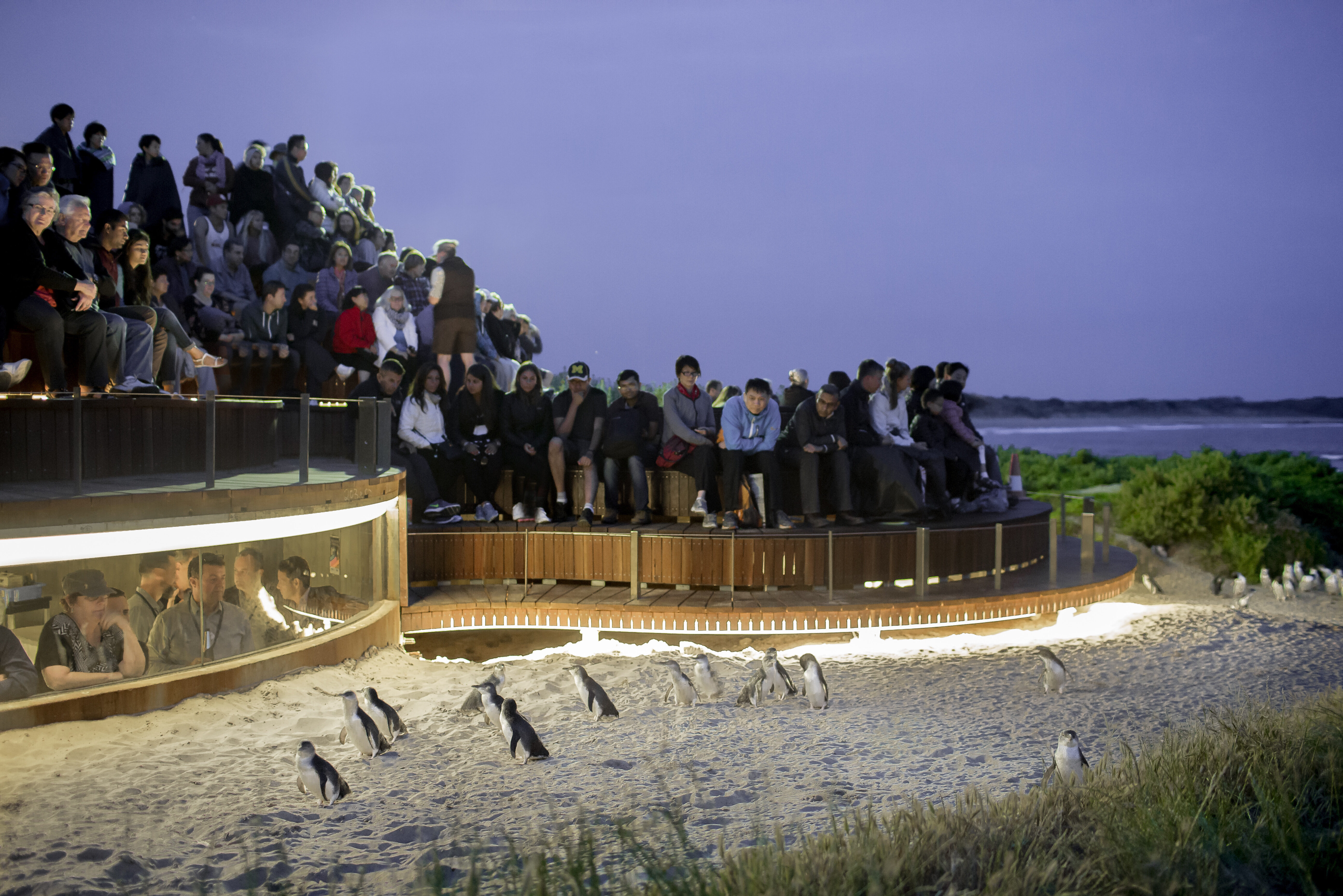 Penguin Parade Plus platform op Phillip Island in Australie