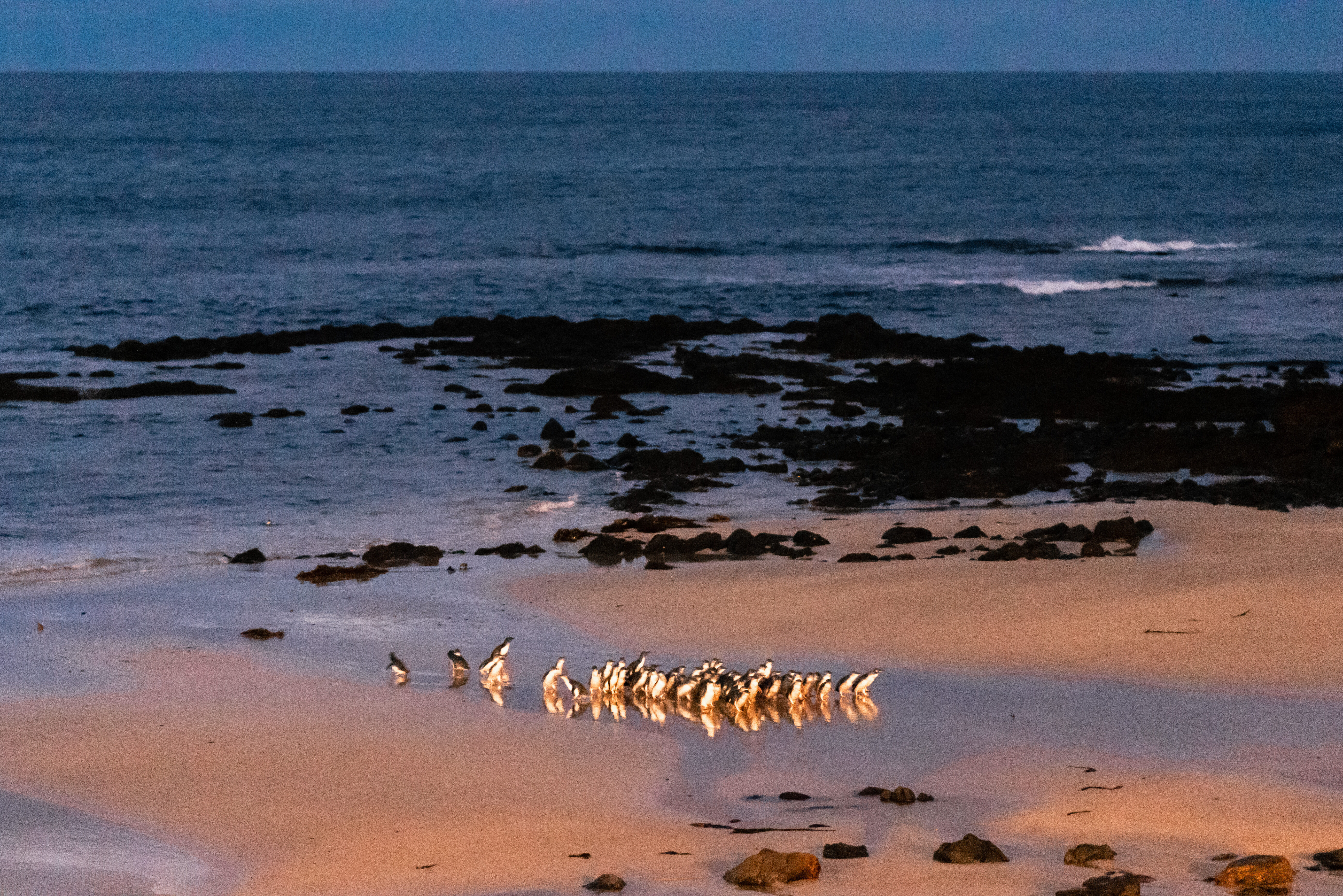 Pinguins die aan land komen op Phillip Island in Australie