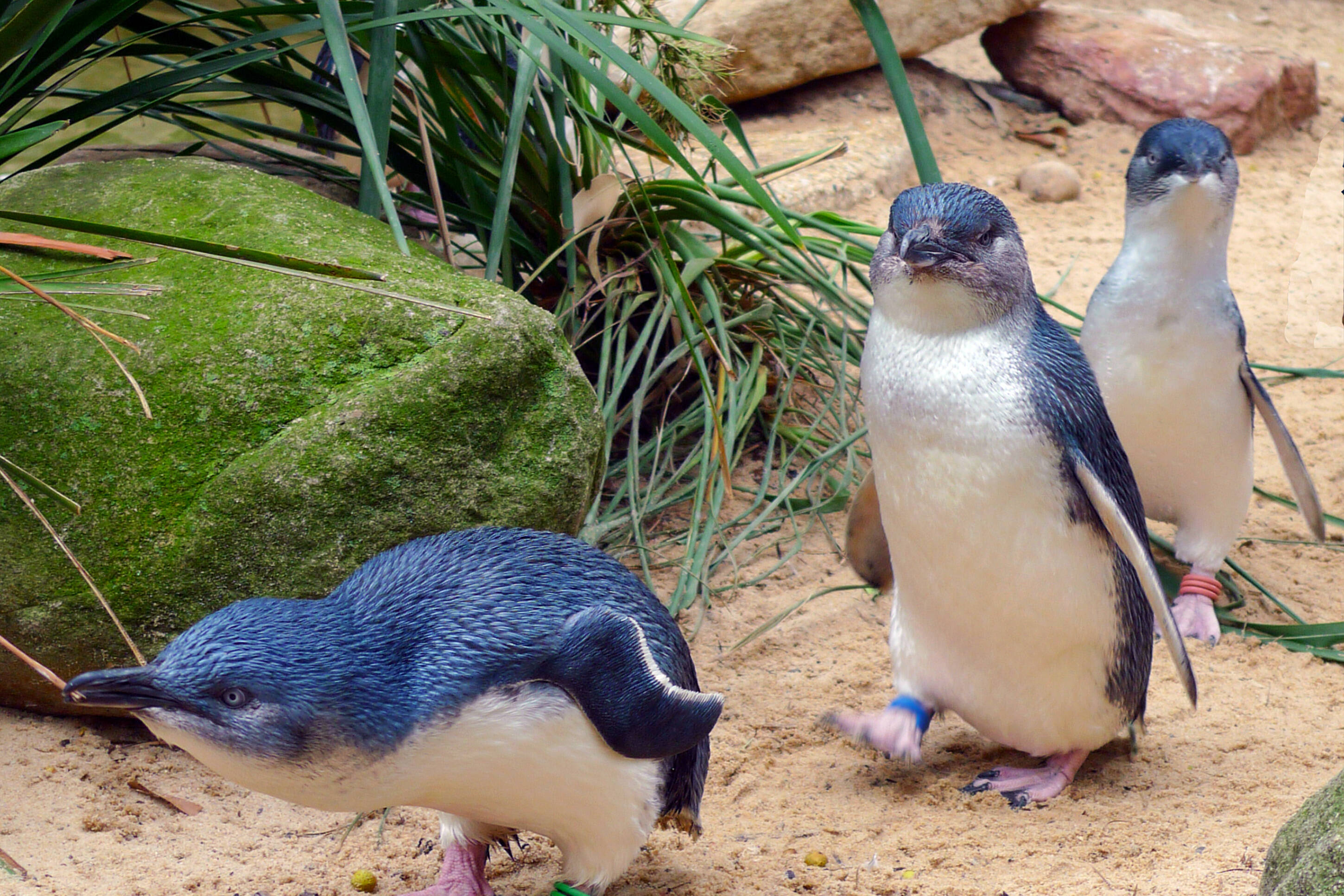 Pinguins die aan land komen op Phillip Island in Australie
