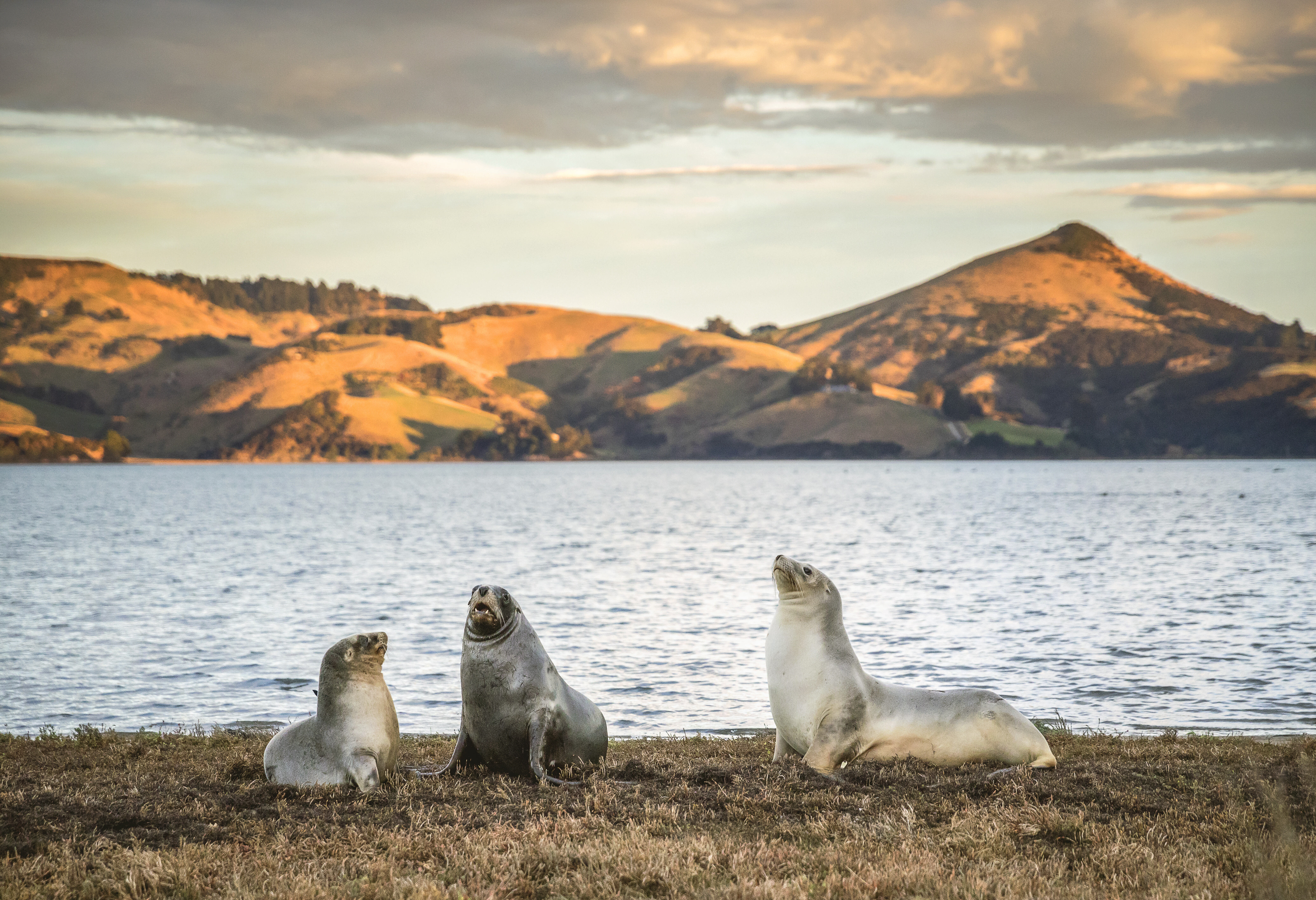 Zeehonden nabij Dunedin Otago peninsula