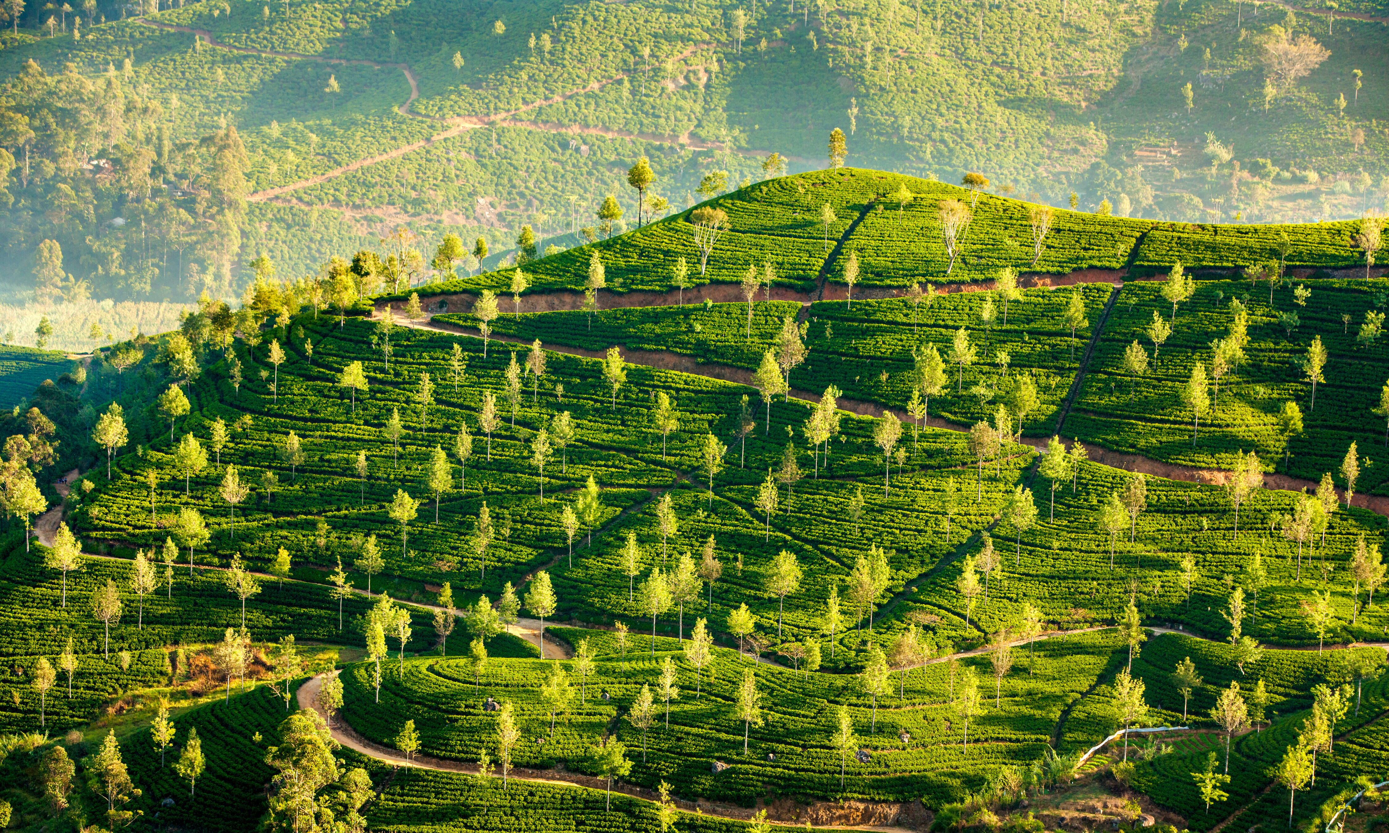 Sri Lanka - Nuwara Eliya