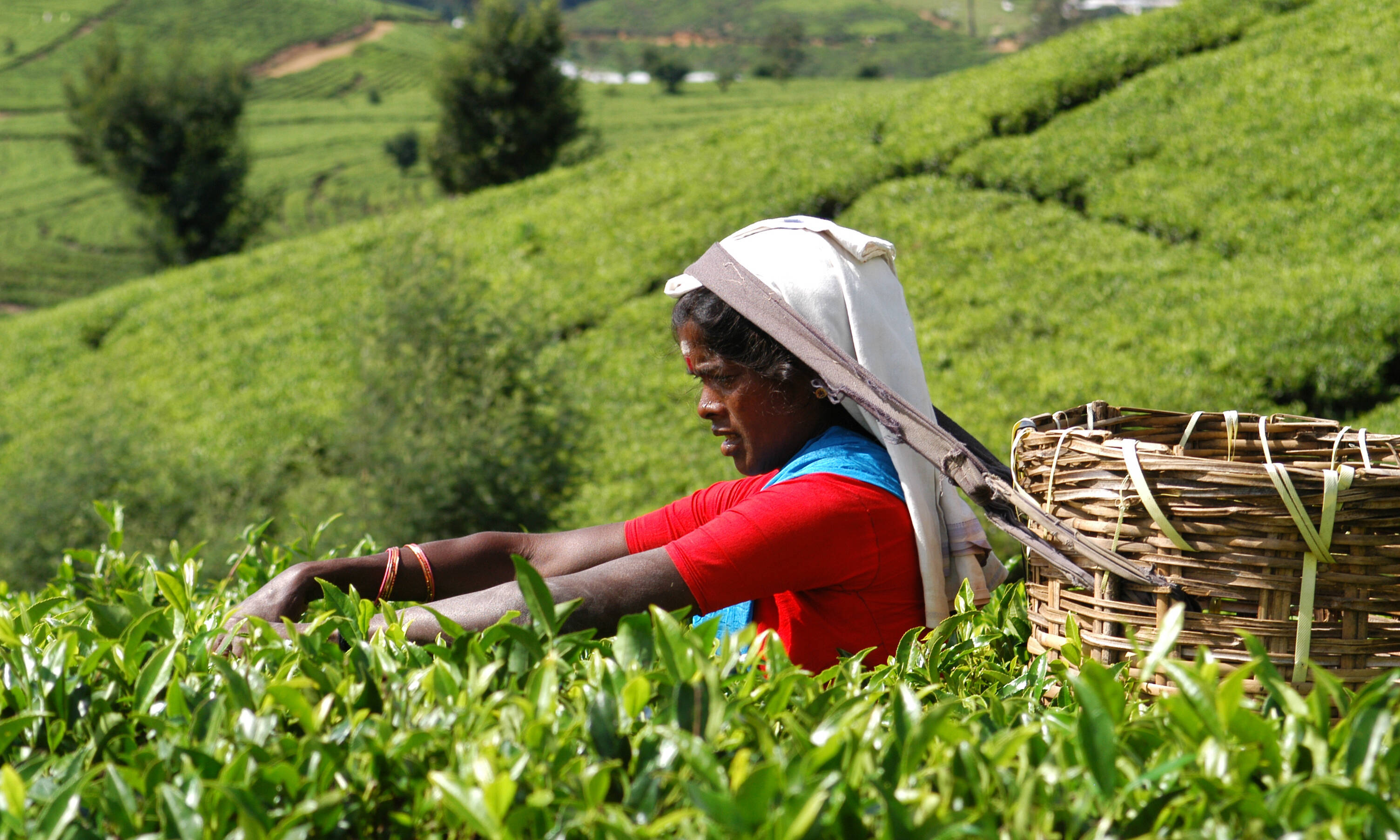 Sri Lanka - Nuwara Eliya