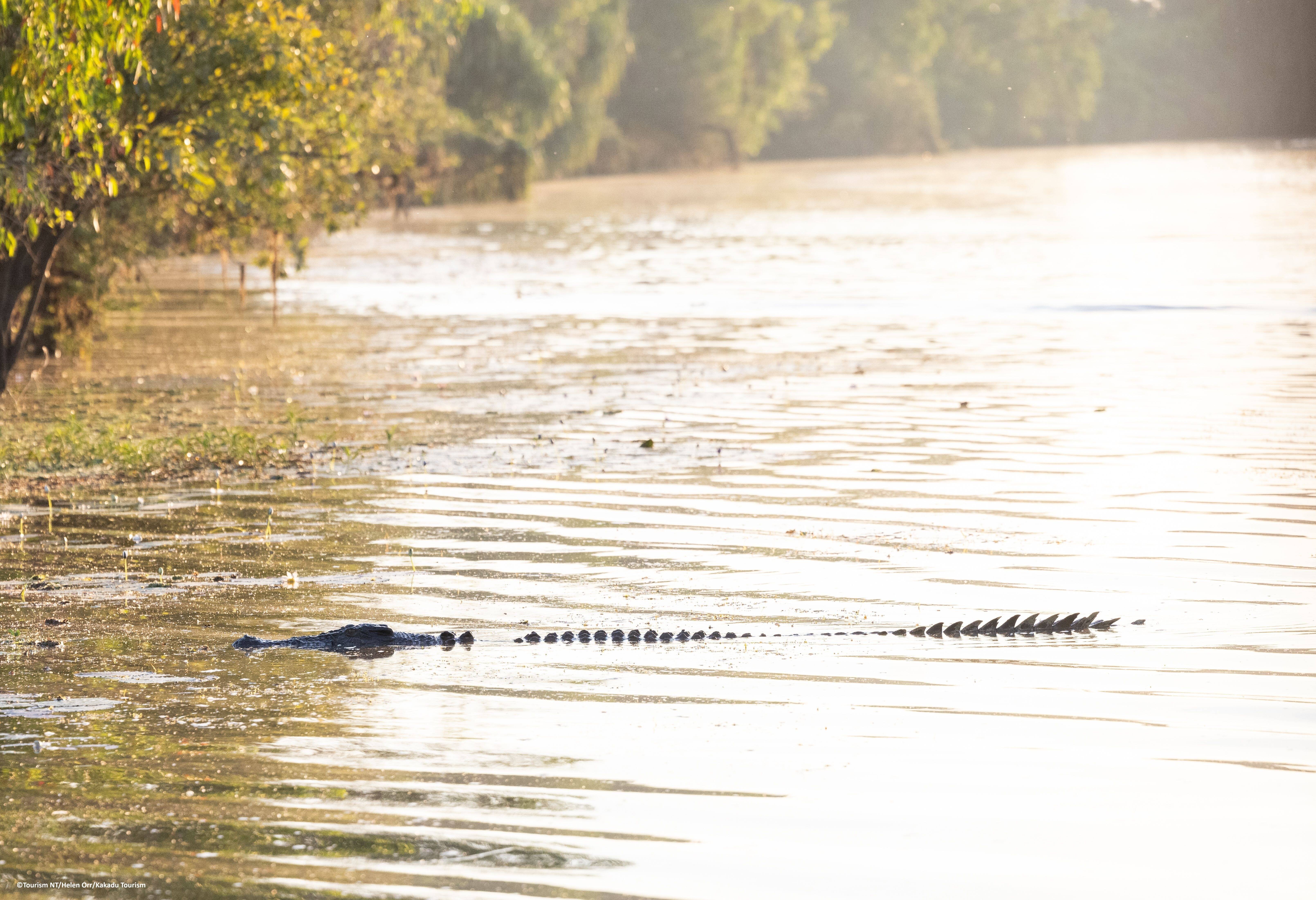 Krokodil tijdens Yellow Water Cruise in het Kakadu National Park in Australie