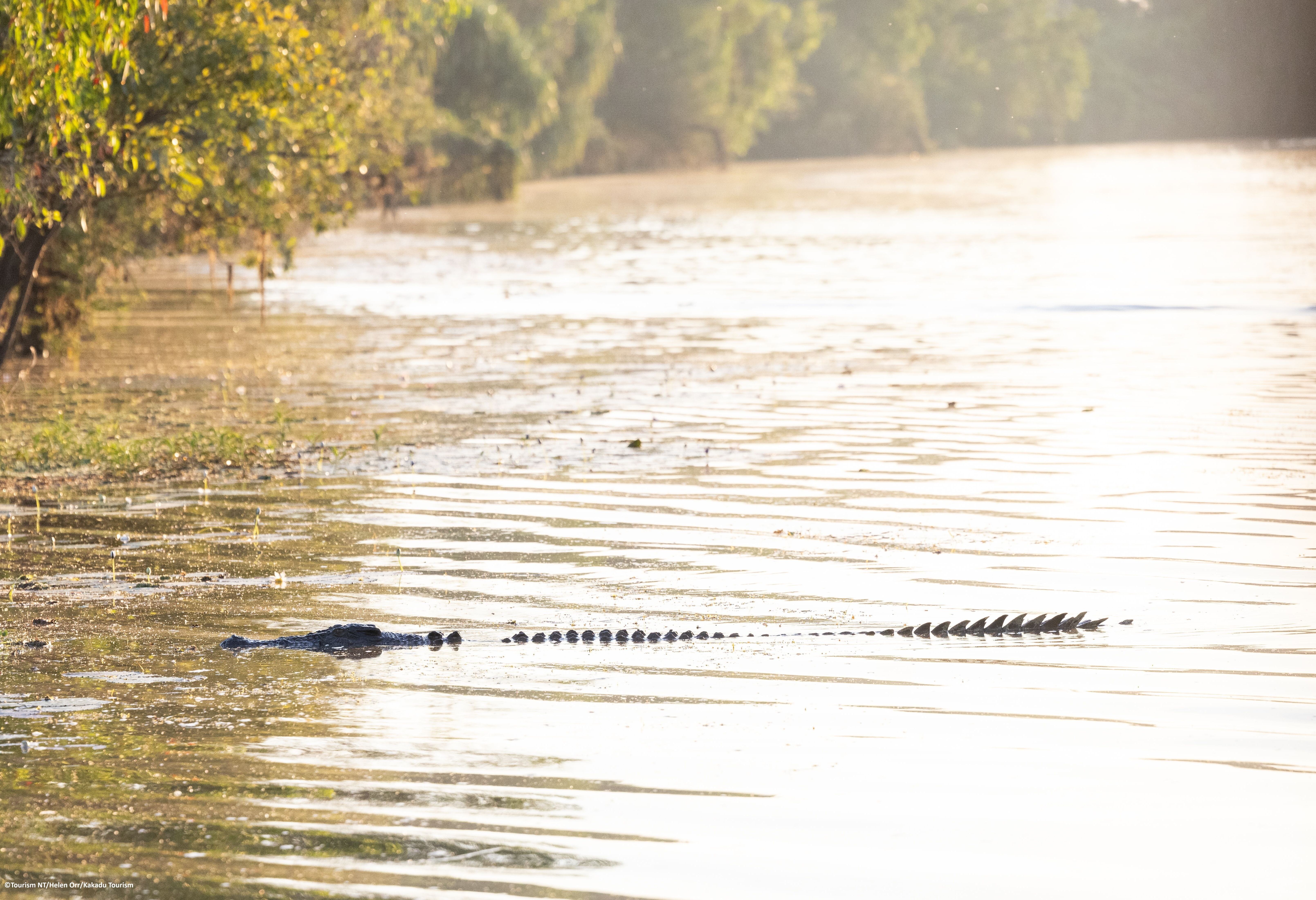 Krokodil tijdens Yellow Water Cruise in het Kakadu National Park in Australie