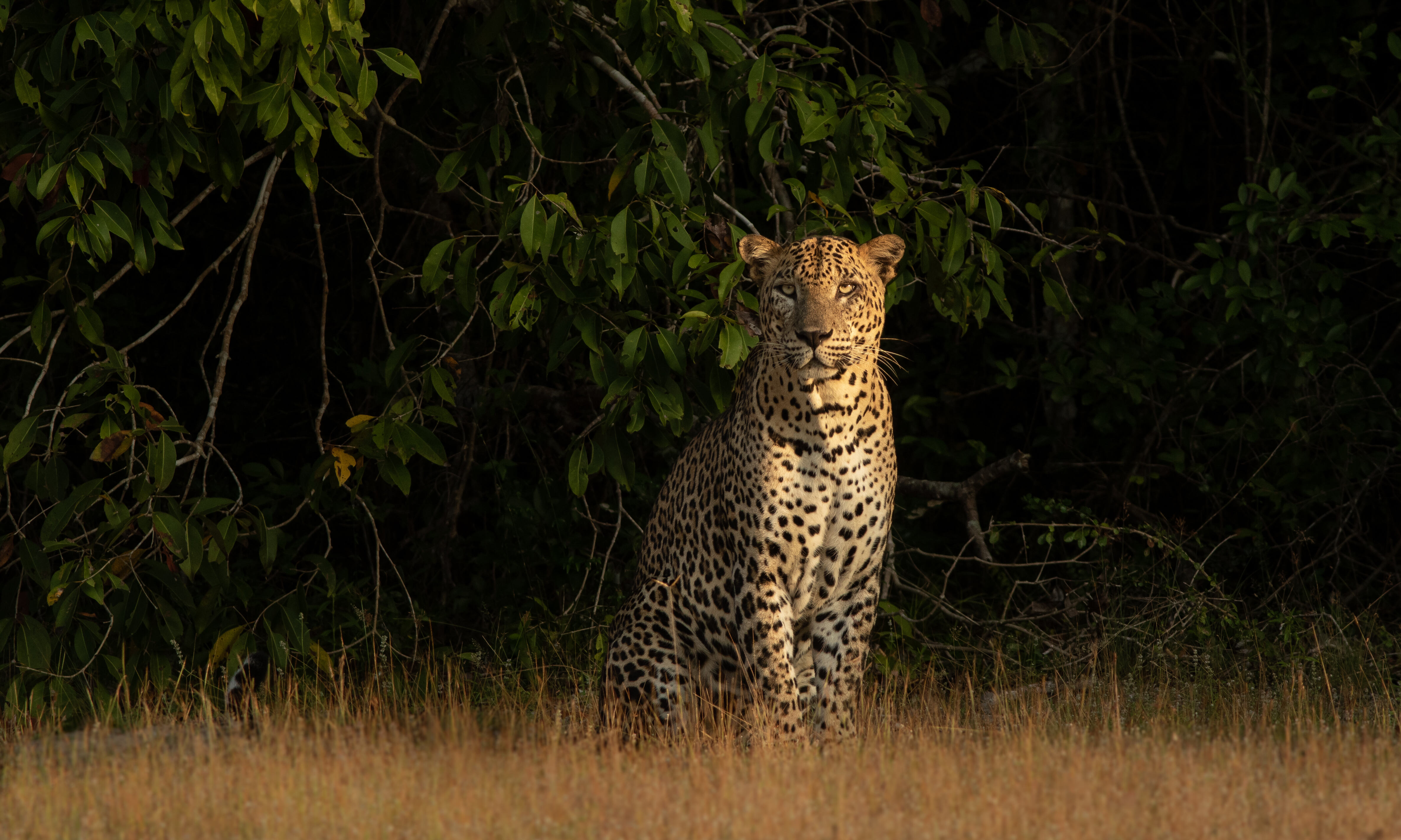 Sri Lanka