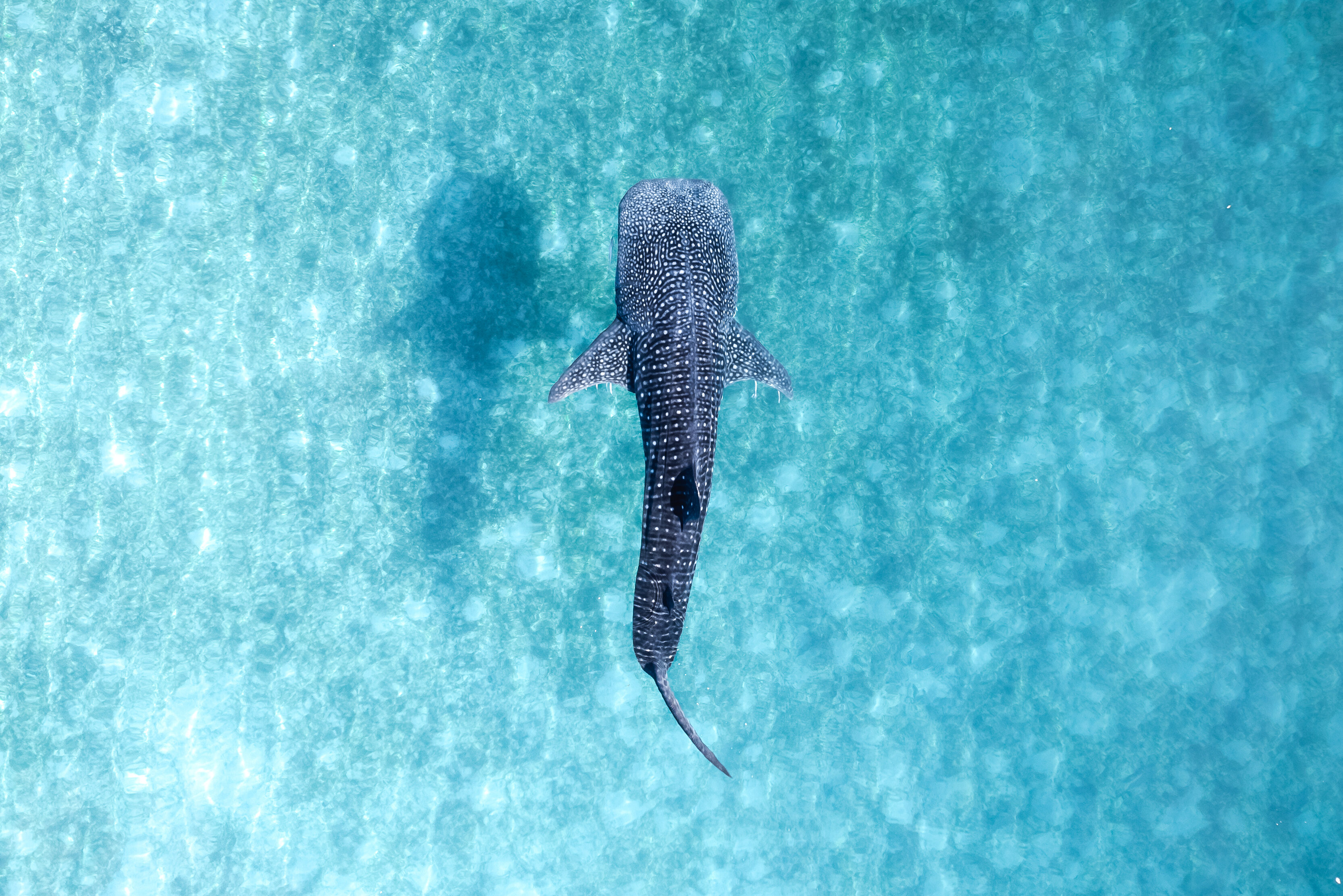 Walvishaai in de Filipijnen