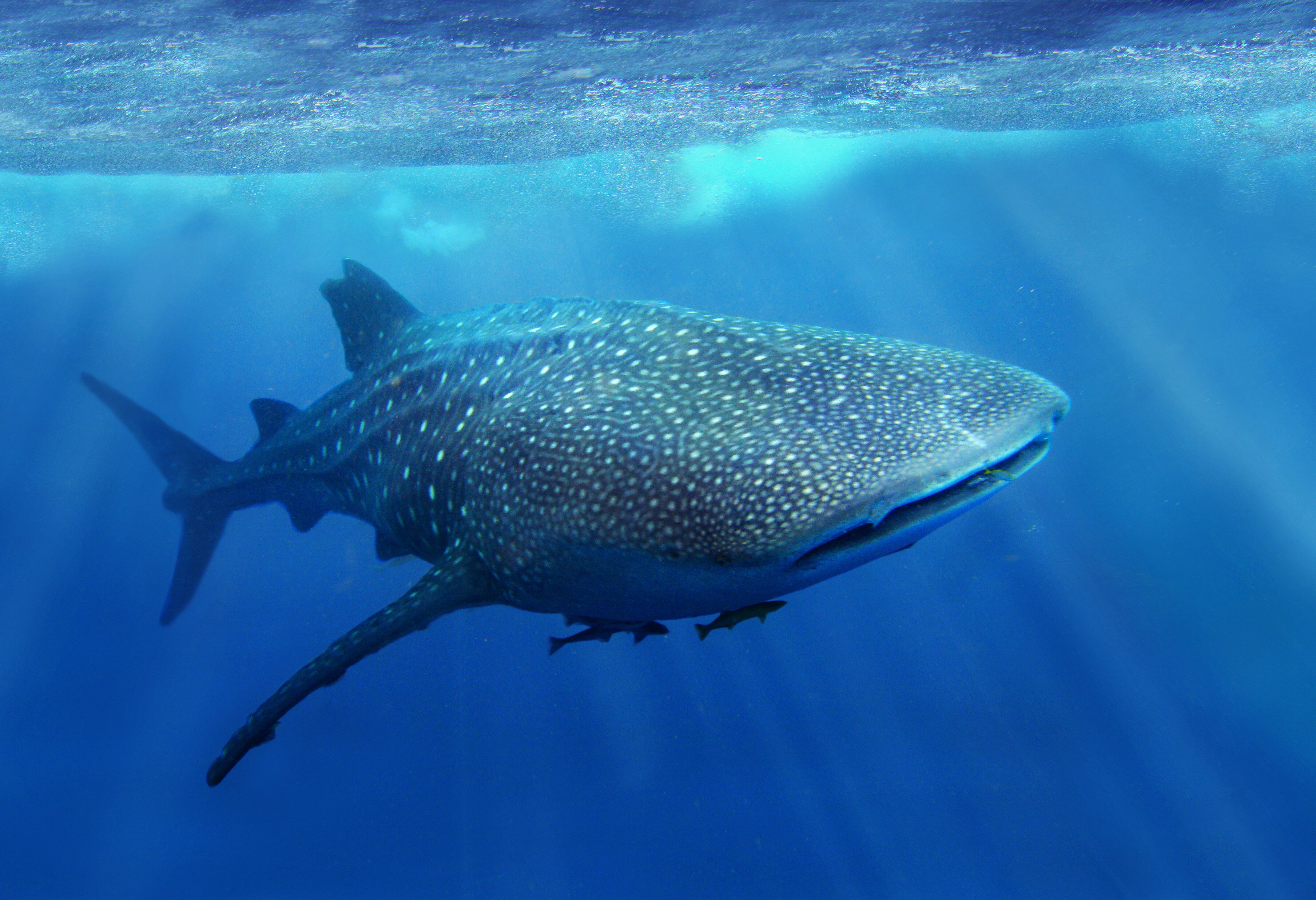 Walvishaai in de Filipijnen