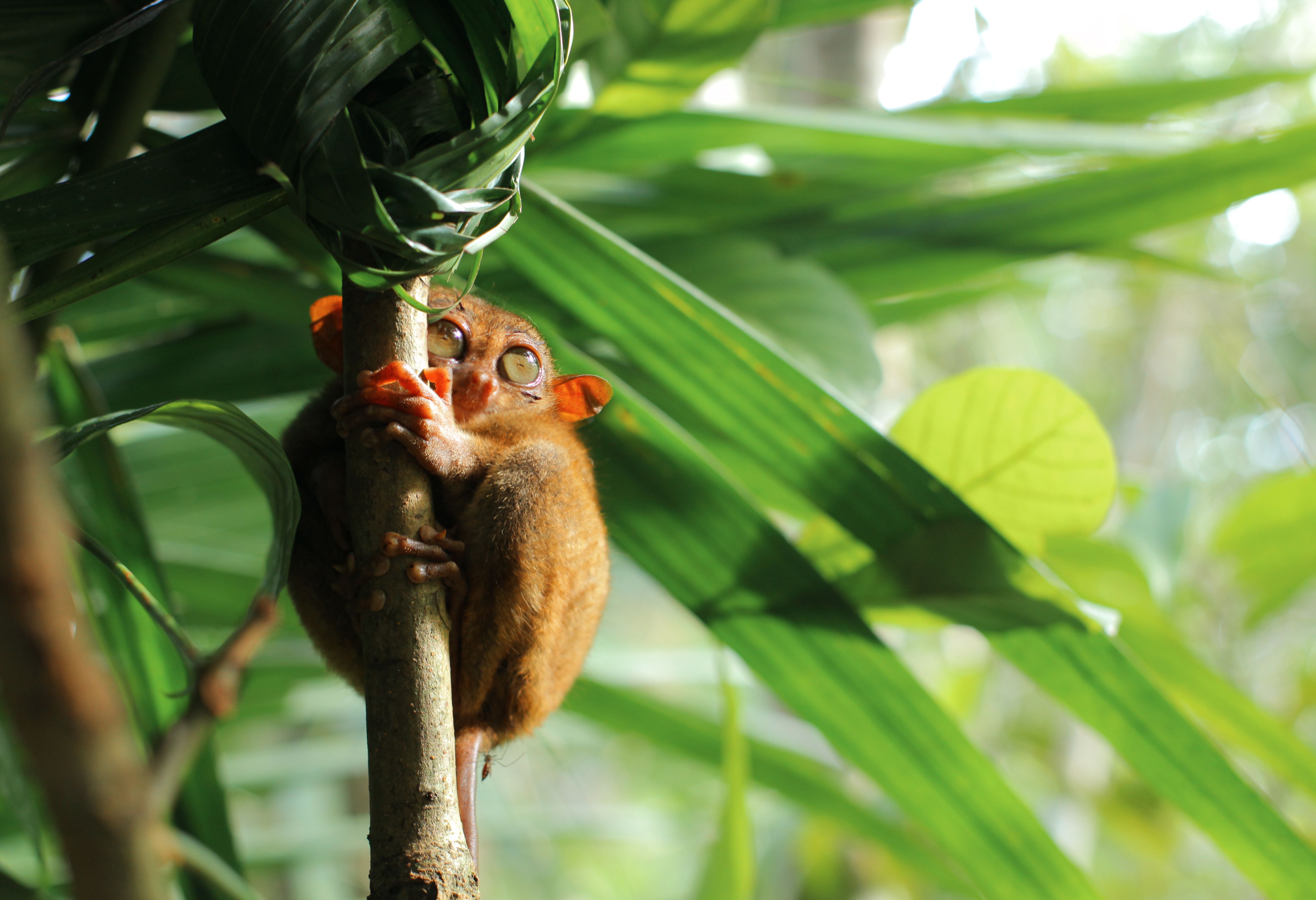 Indonesie Sulawesi Tangkoko Tarsius