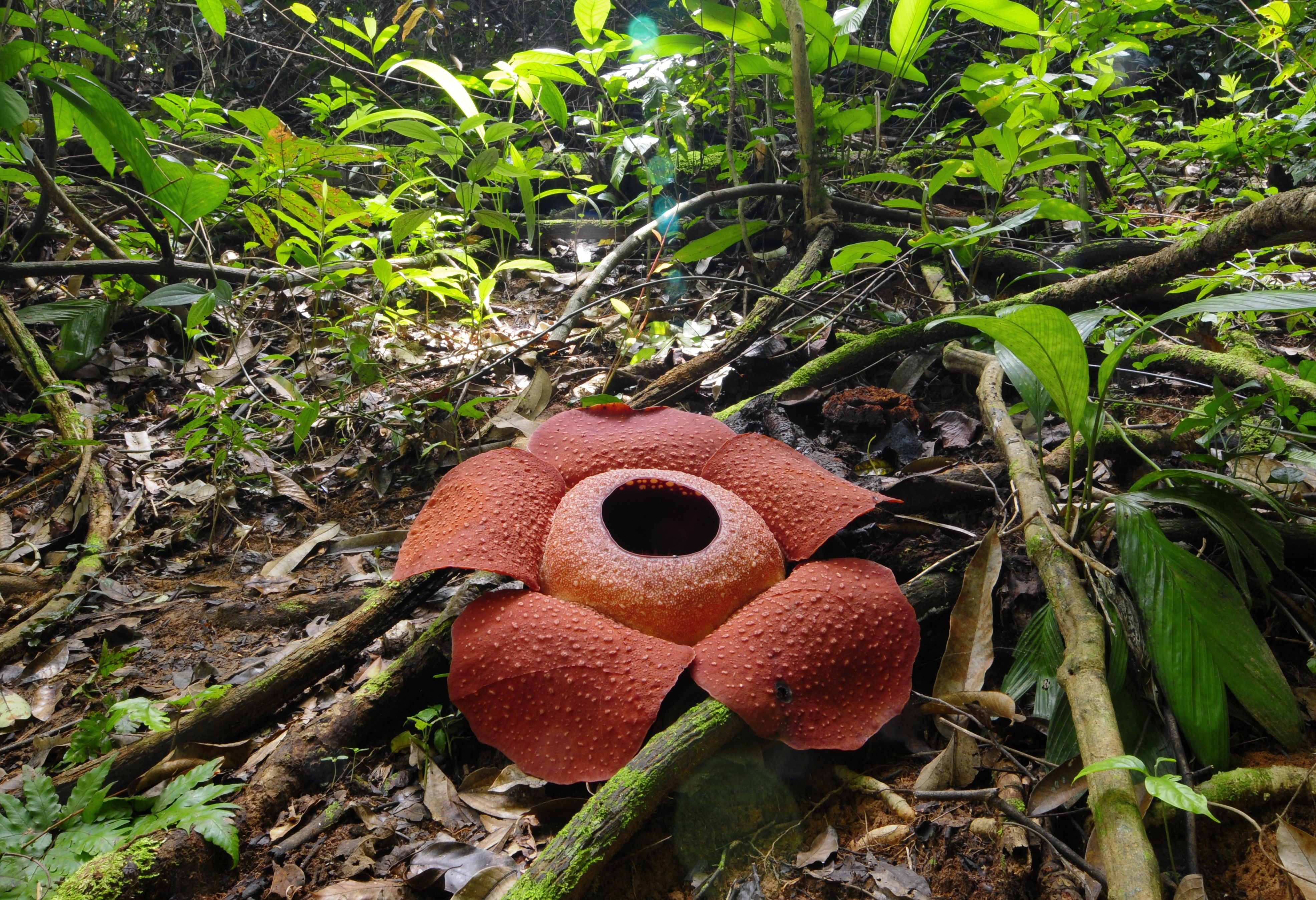Indonesie Rafflesia Bloem