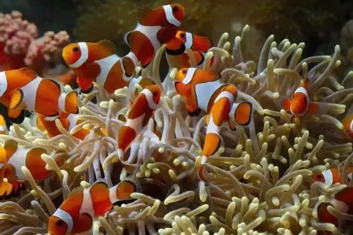 Barbados Atlantis Submarine Underwater adventure