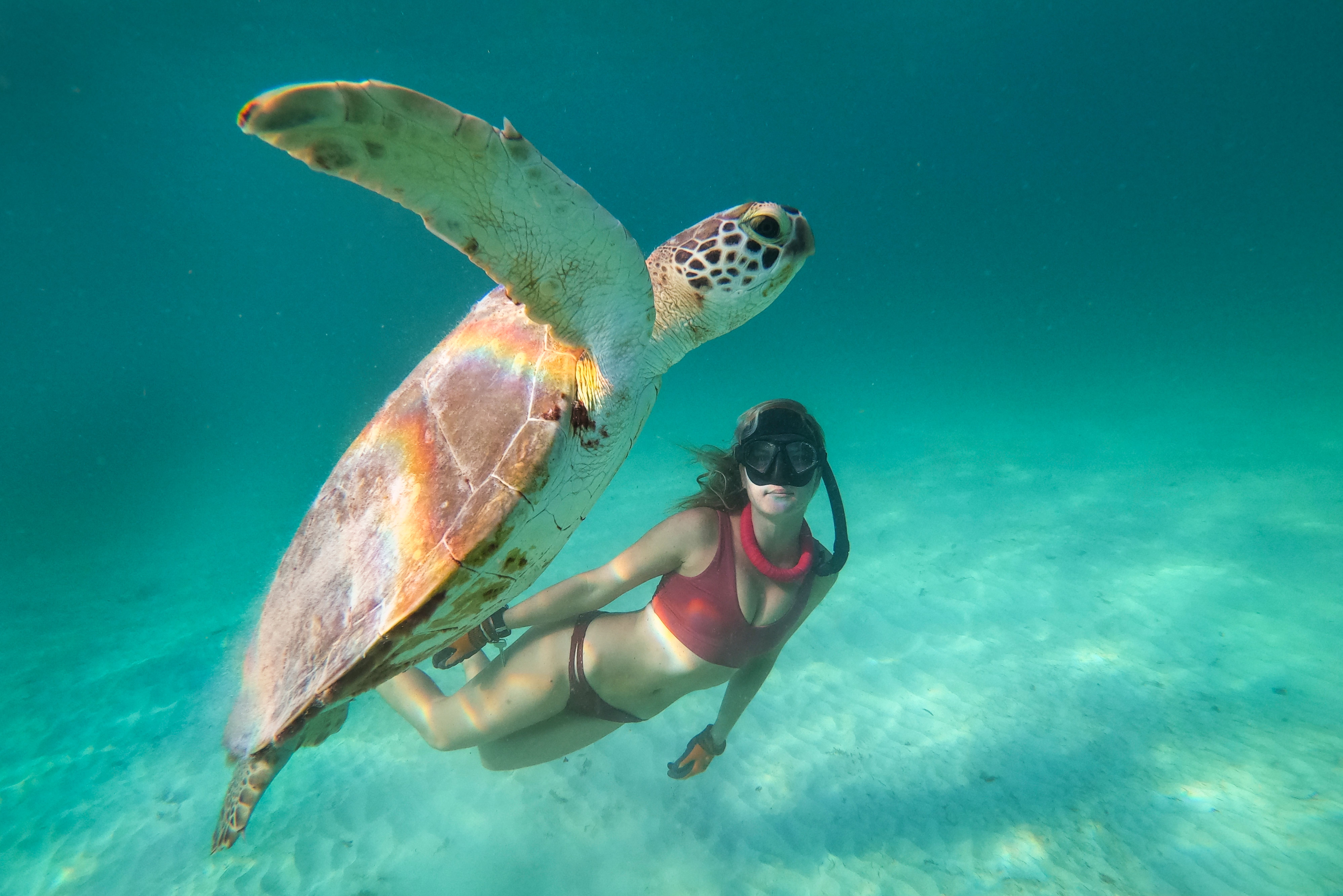 Barbados Snorkelen met Schildpad