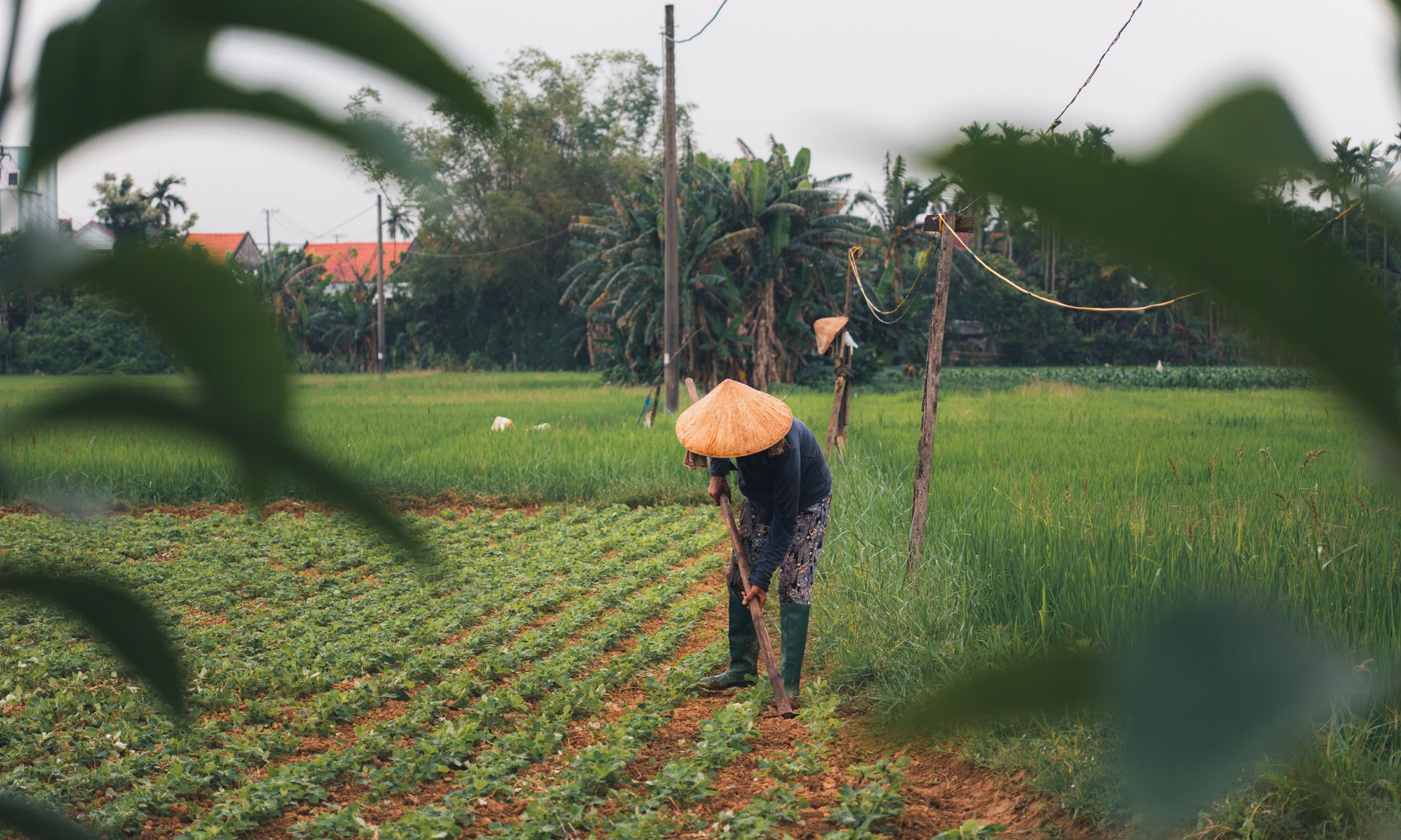 Culinaire reis Vietnam