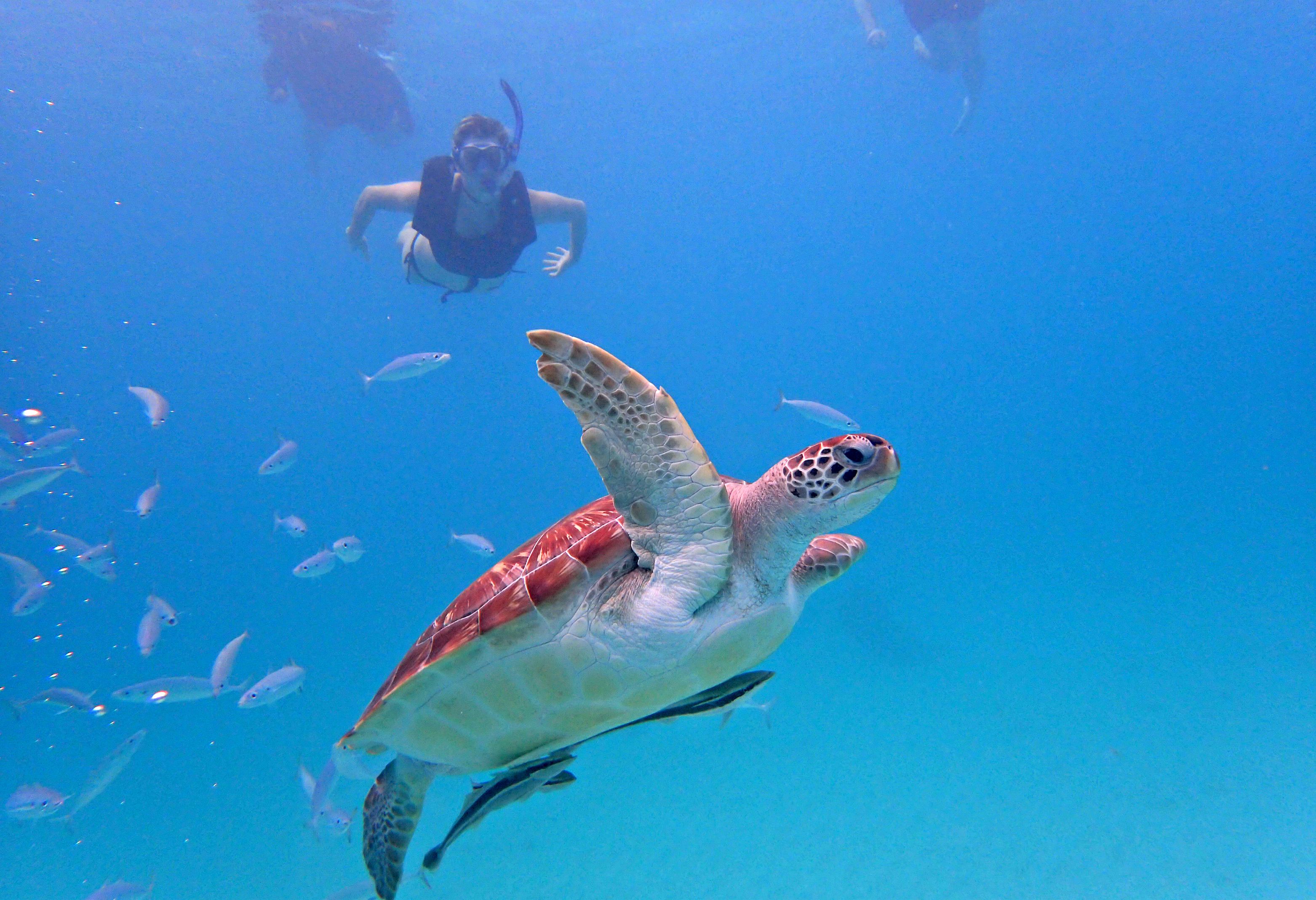 Barbados Snorkelen met schildpadden