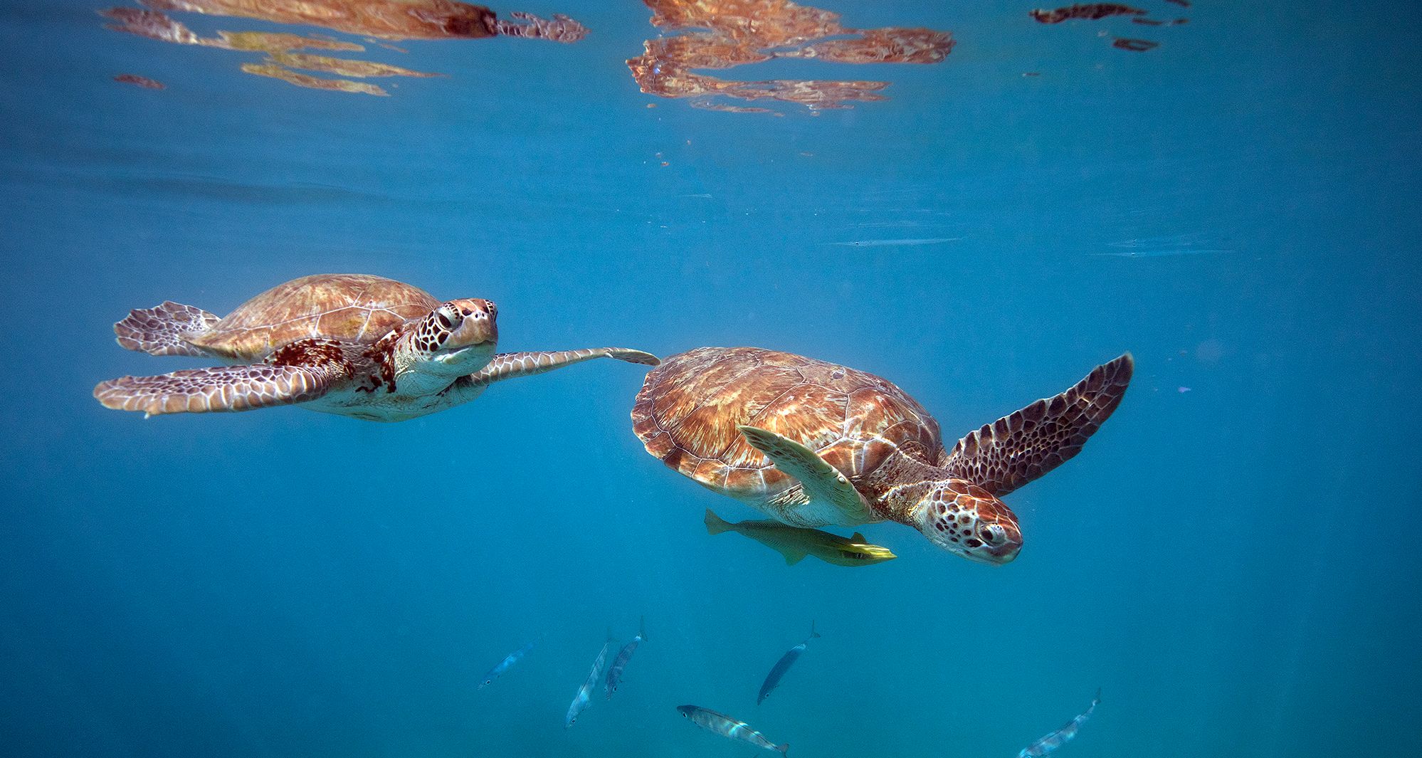 Barbados-schildpadden